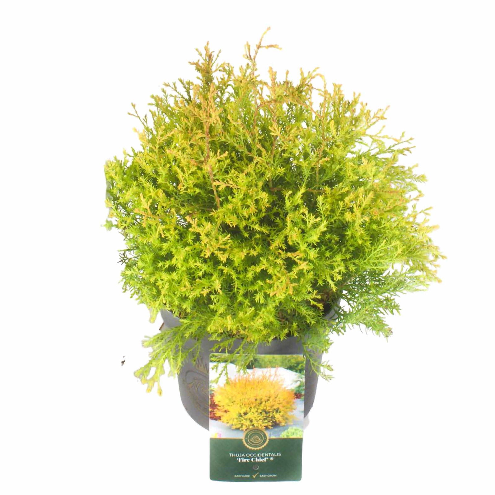 Thuja occidentalis 'brandchef'