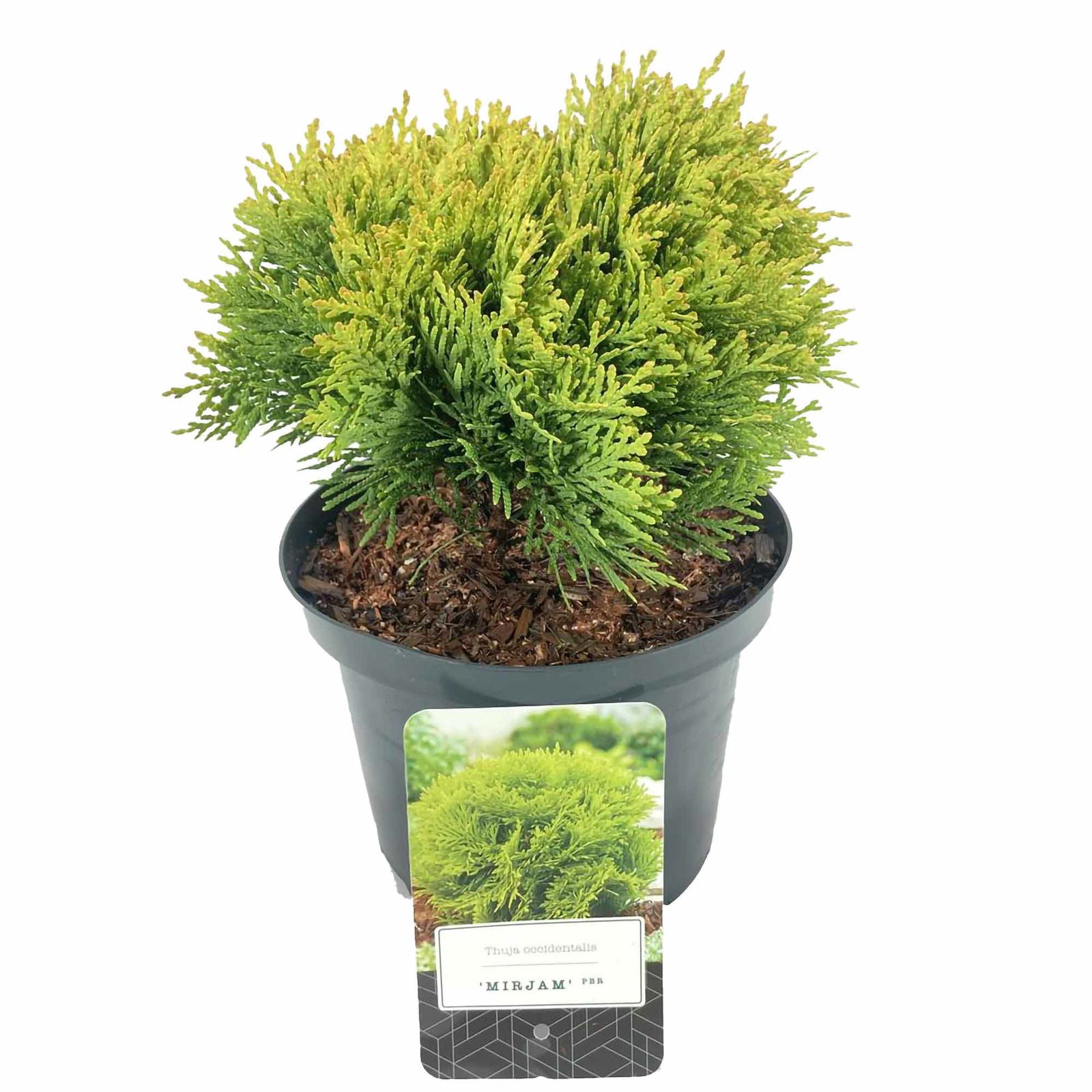 Thuja occidentalis Mirjam® D 2.5
