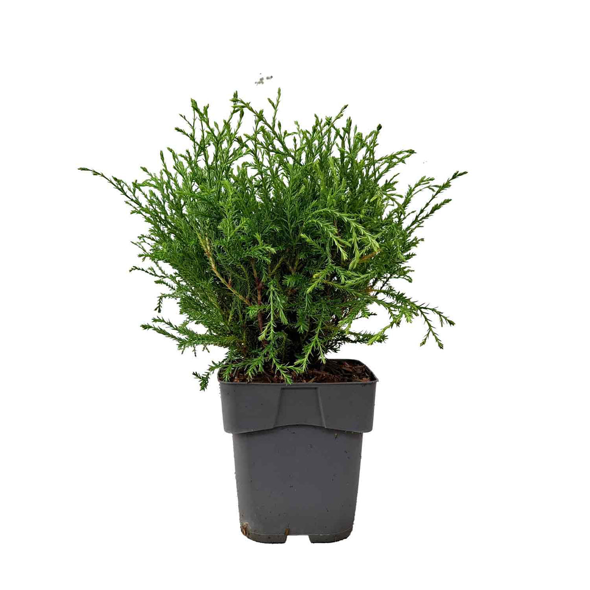 Thuja occidentalis 'Mr Bowling Ball' C2 20-25cm