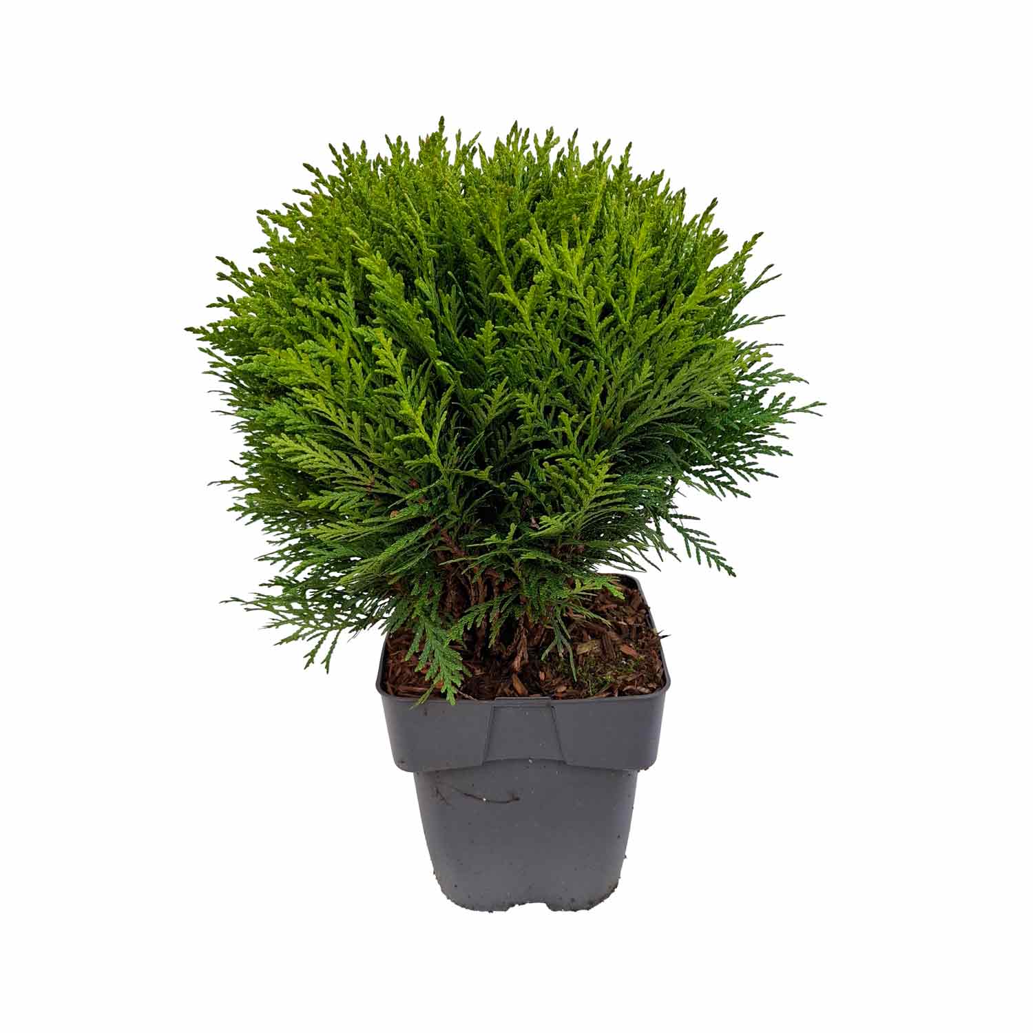 thuja cm Kuglethuja