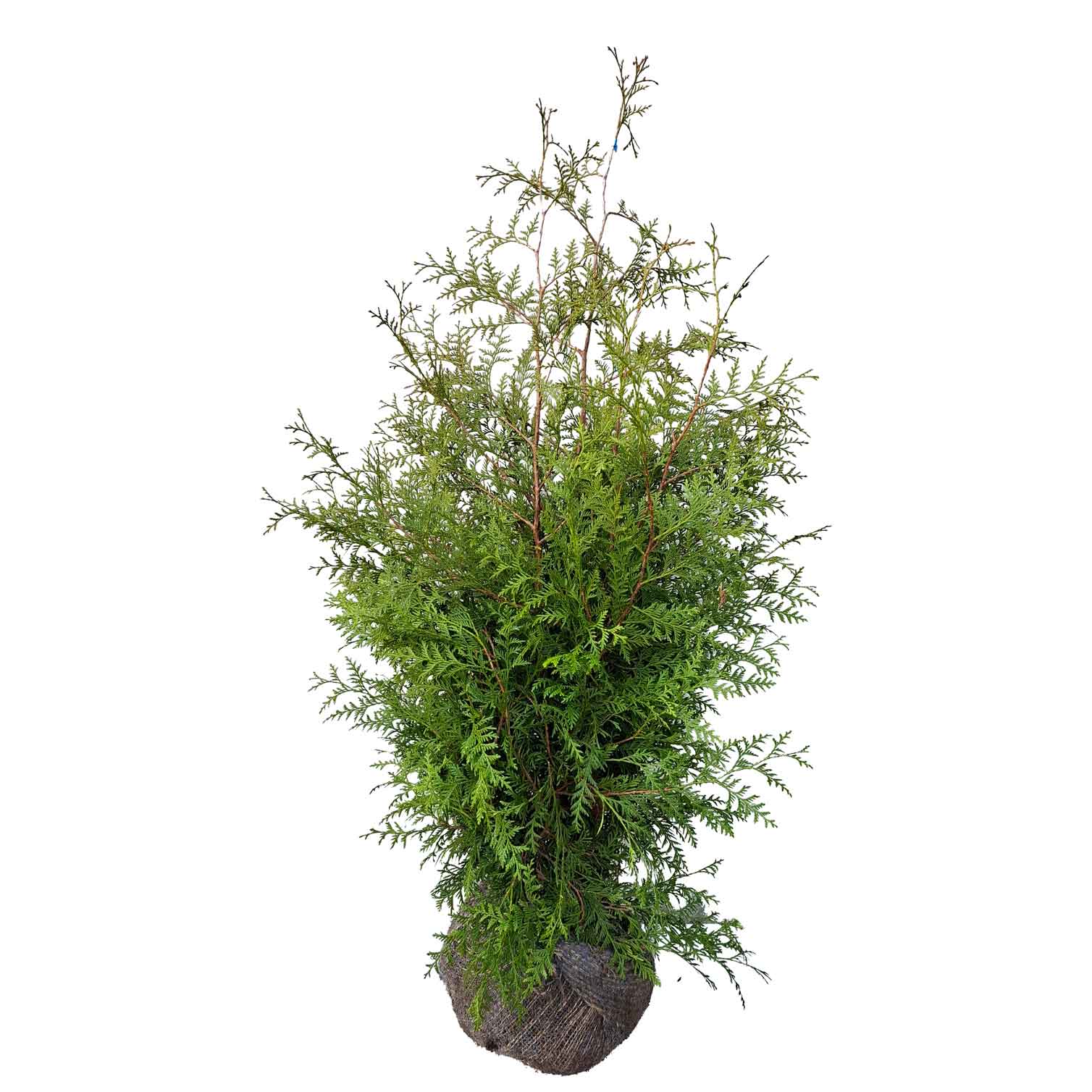 Thuja occ. 'Brabant' 100-120 CM RB