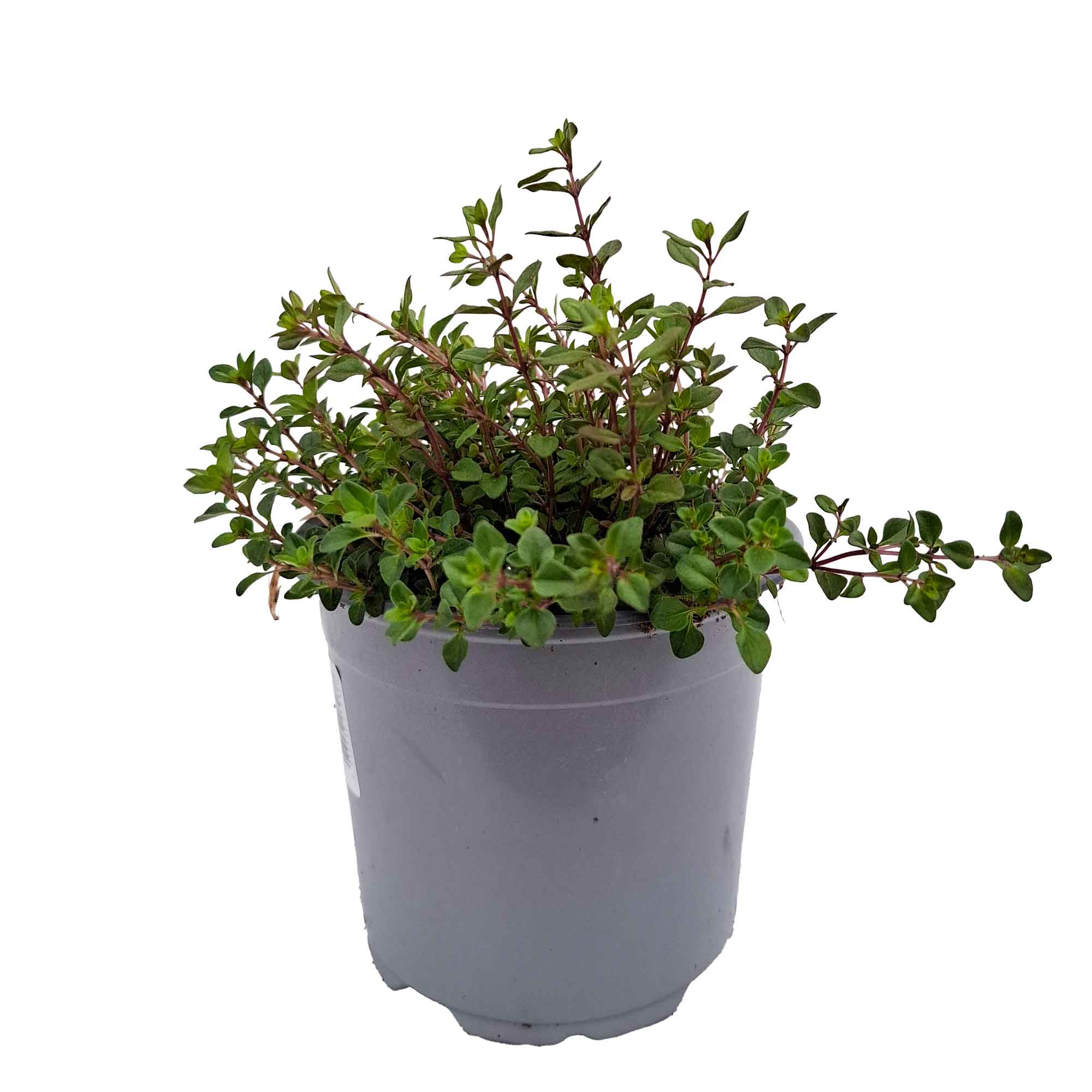 Thymus serpyllum 2L