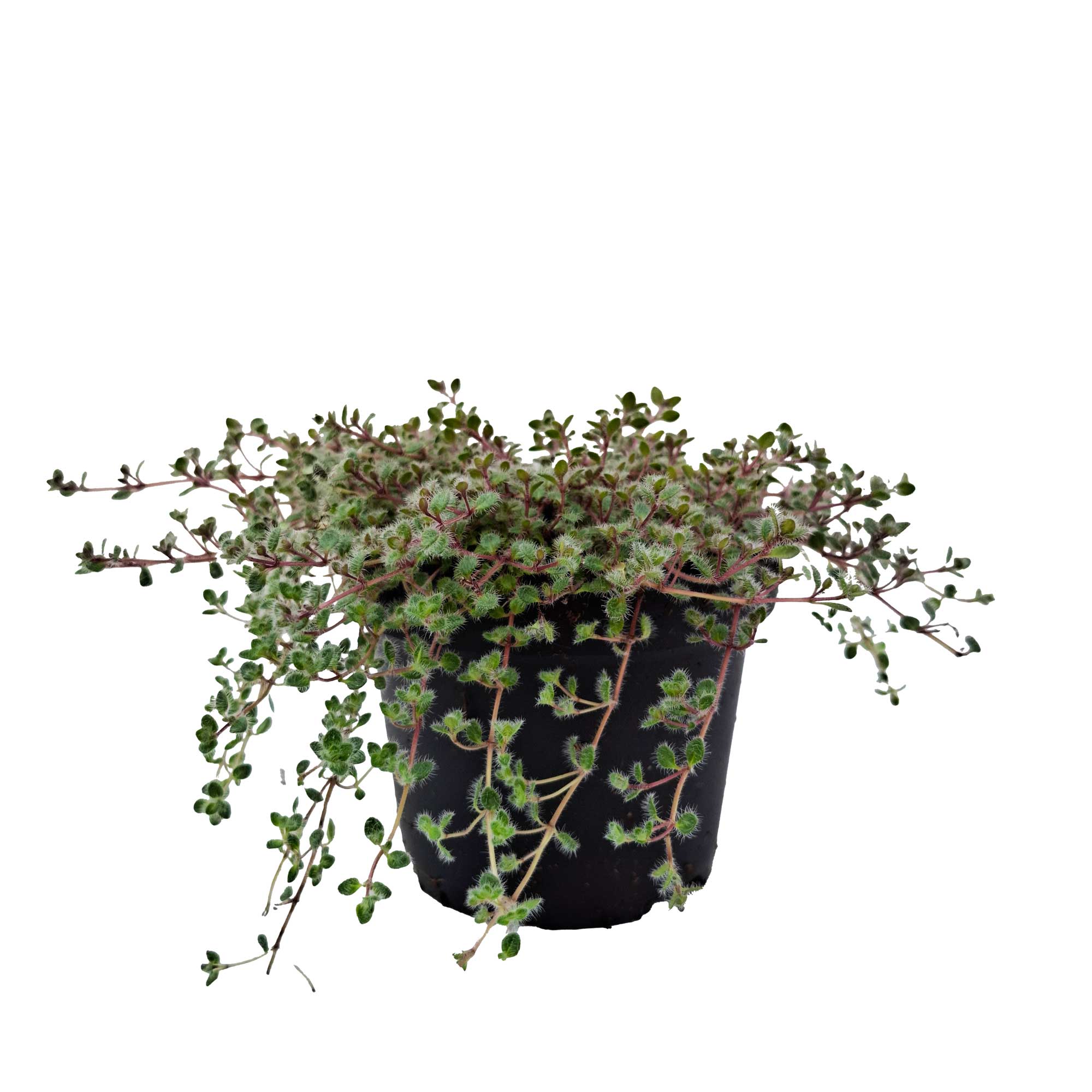 Thymus pseudolanugiosus