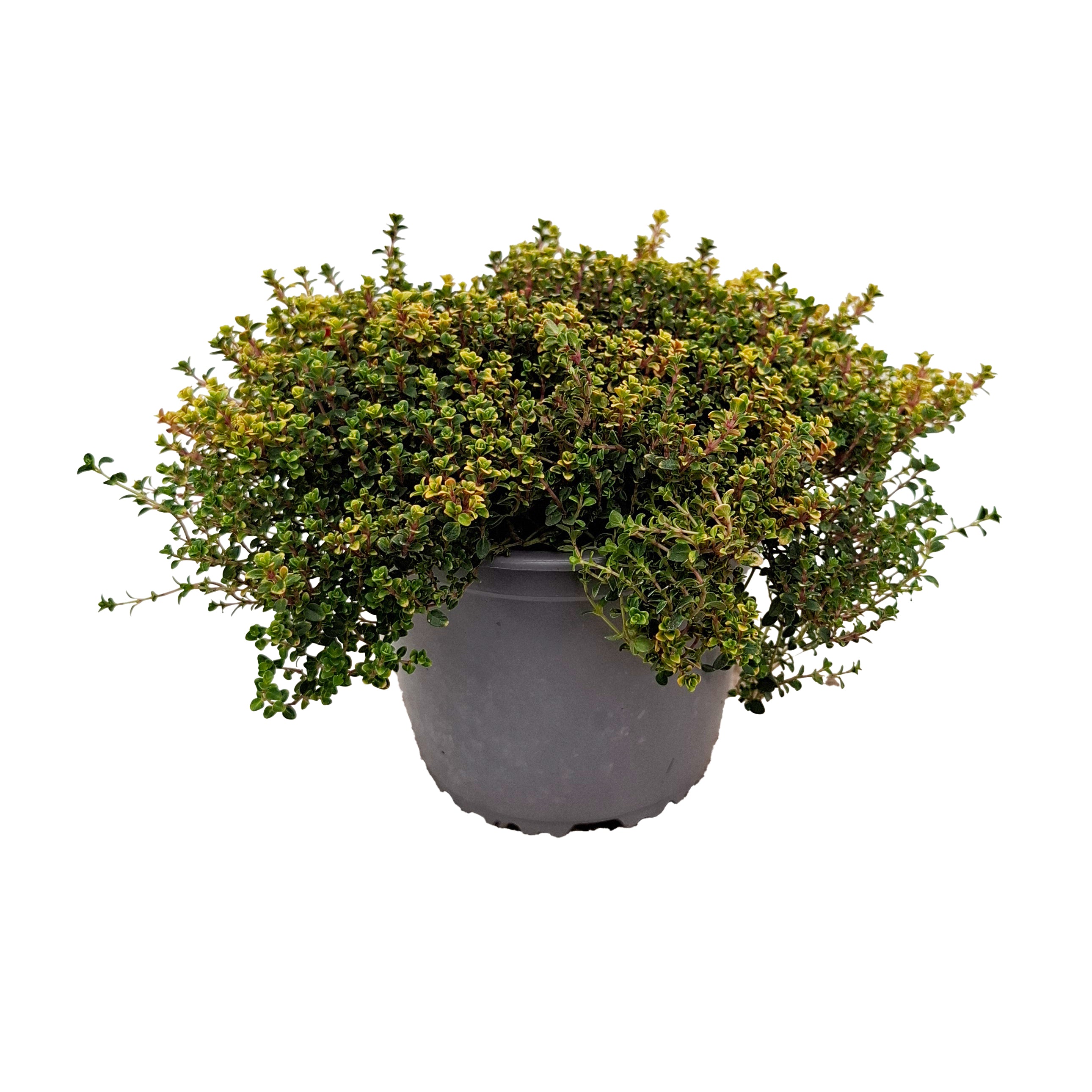 THYME DOONE VALLEY BUSH D14
