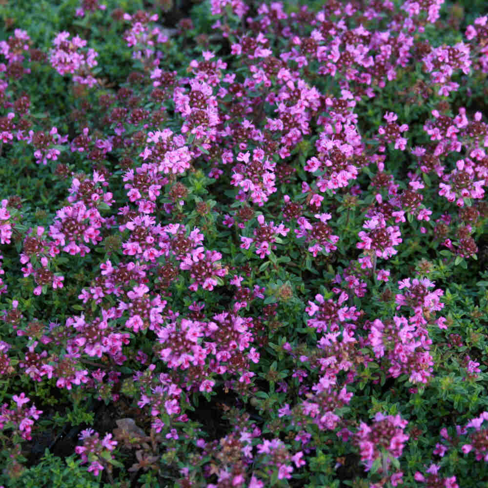 Thymus praecox 'Coccineus' 2L