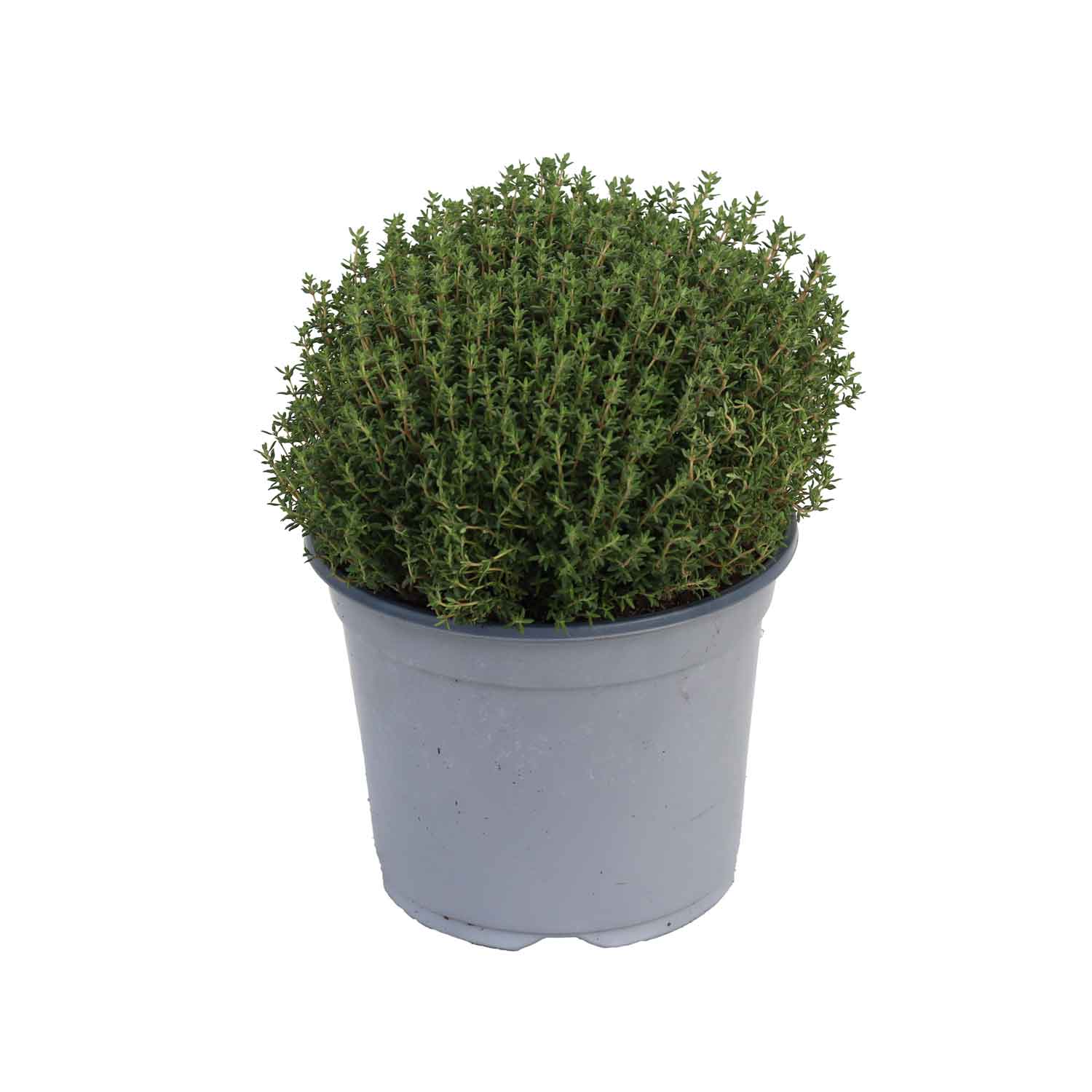 Timjan Vulgaris Bush D18