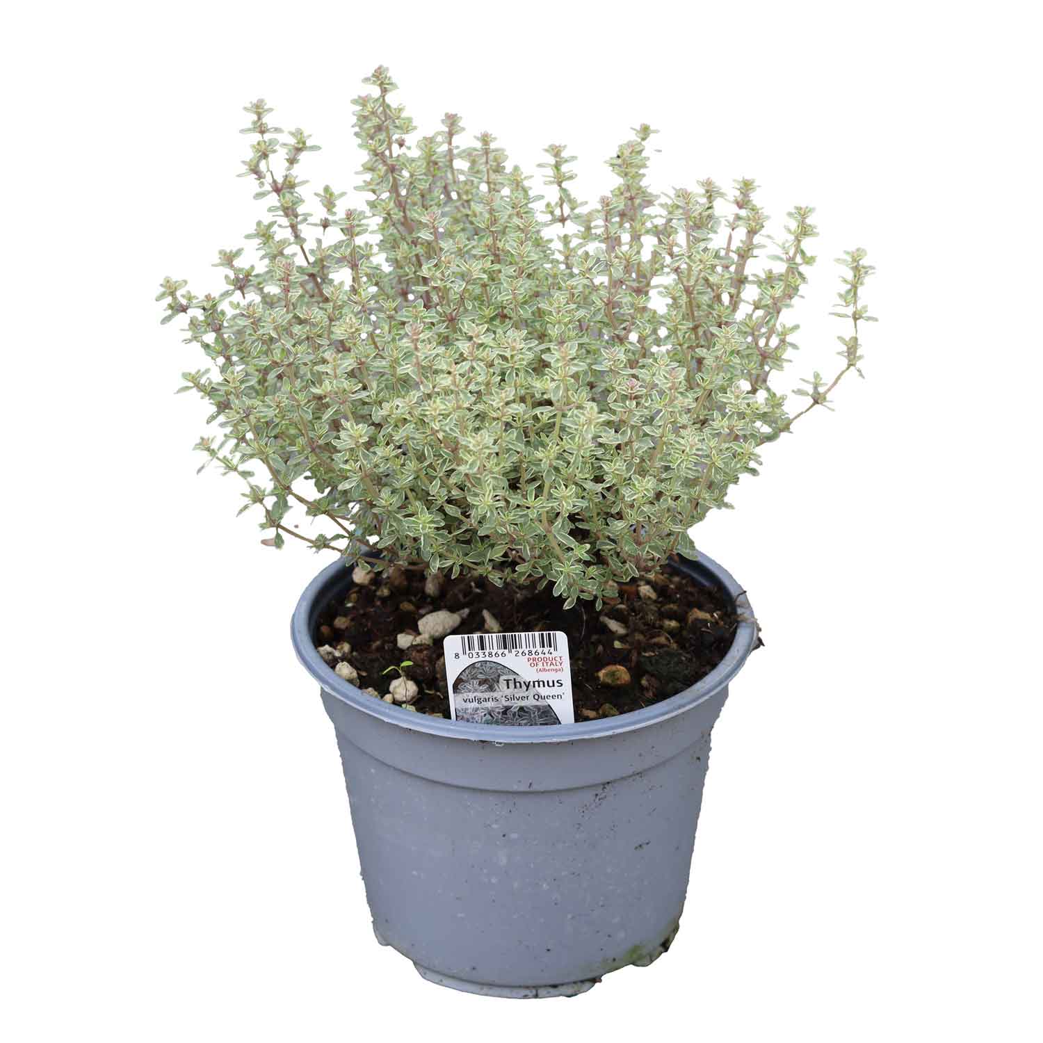 THYMUS SILVERQUEEN BUSH D14