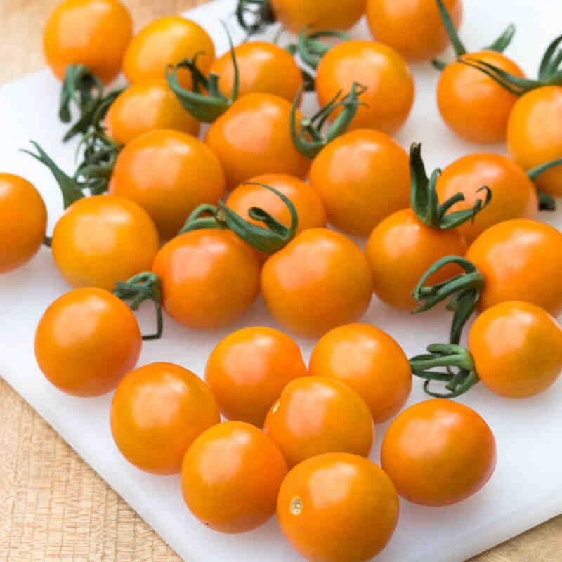 Tomato plant 'Kreps Aura' 11.5 cm. pot.