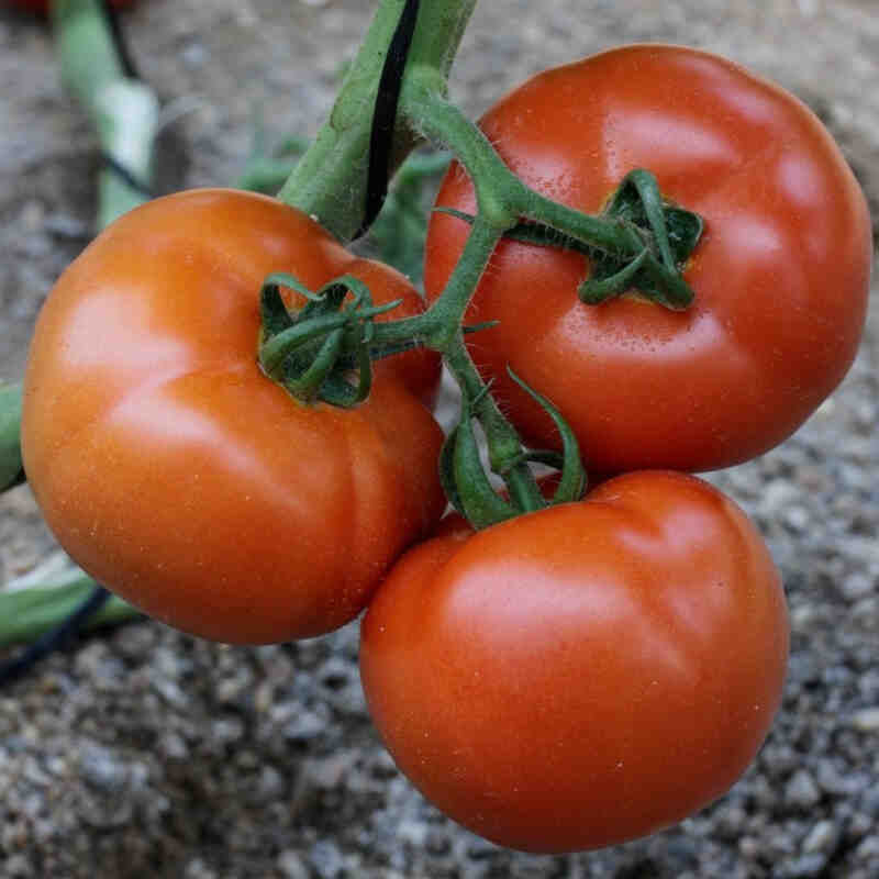 Tomato plant - Common tomato 'Elin' 11.5cm pot