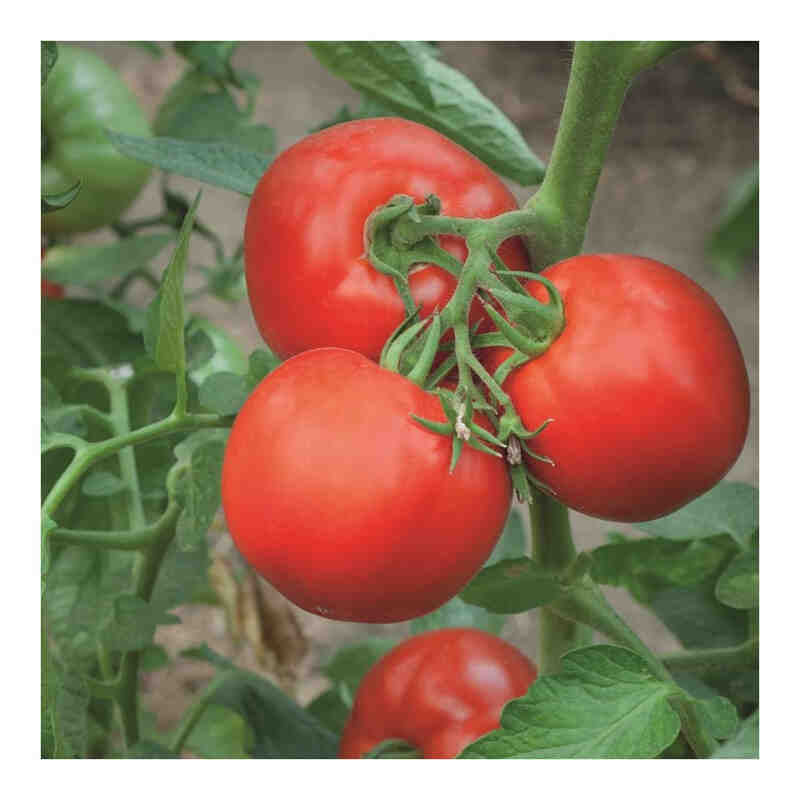 Tomato plant 'Gemini' 11.5 cm. pot.