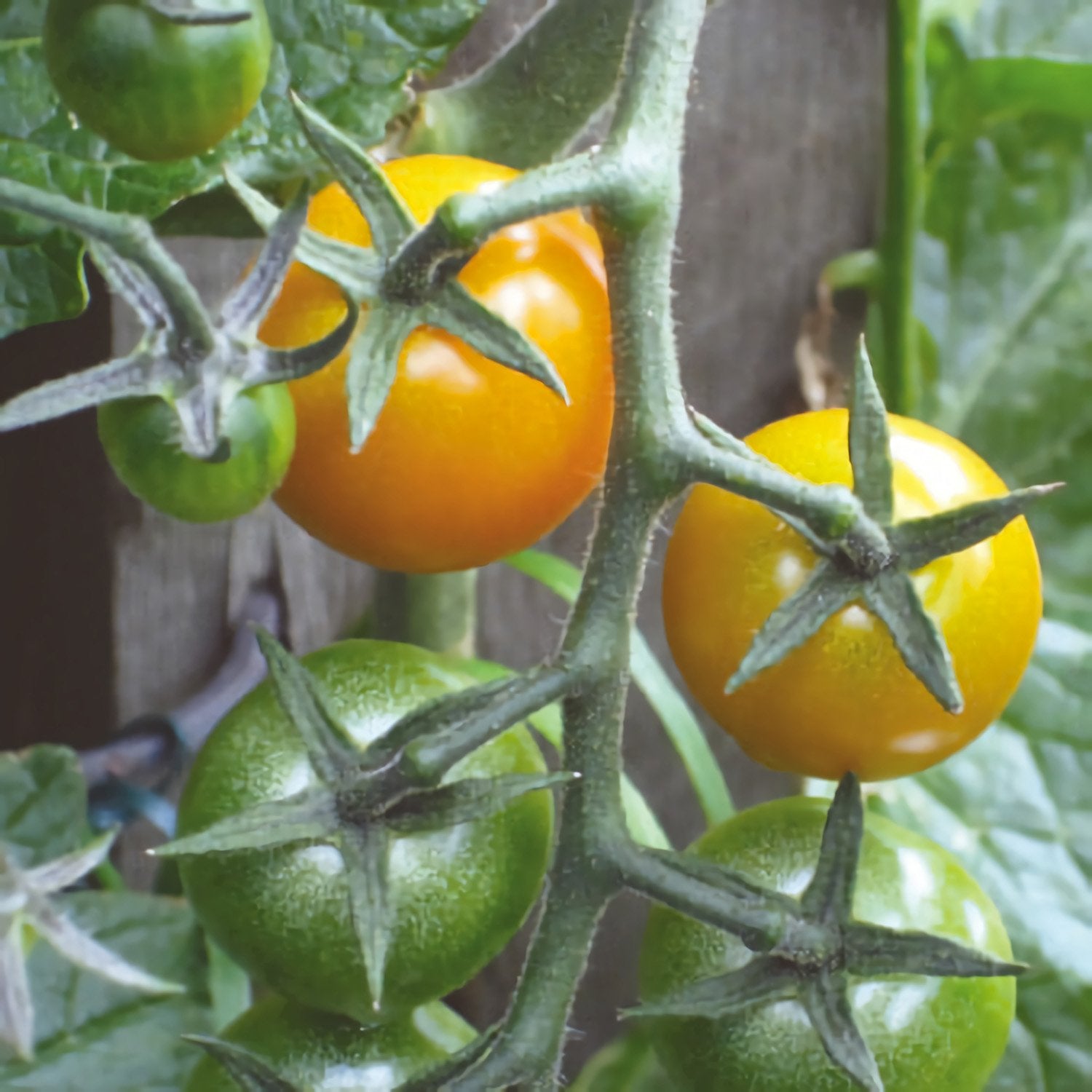 Tomato plant 'Sungold' 11.5cm pot