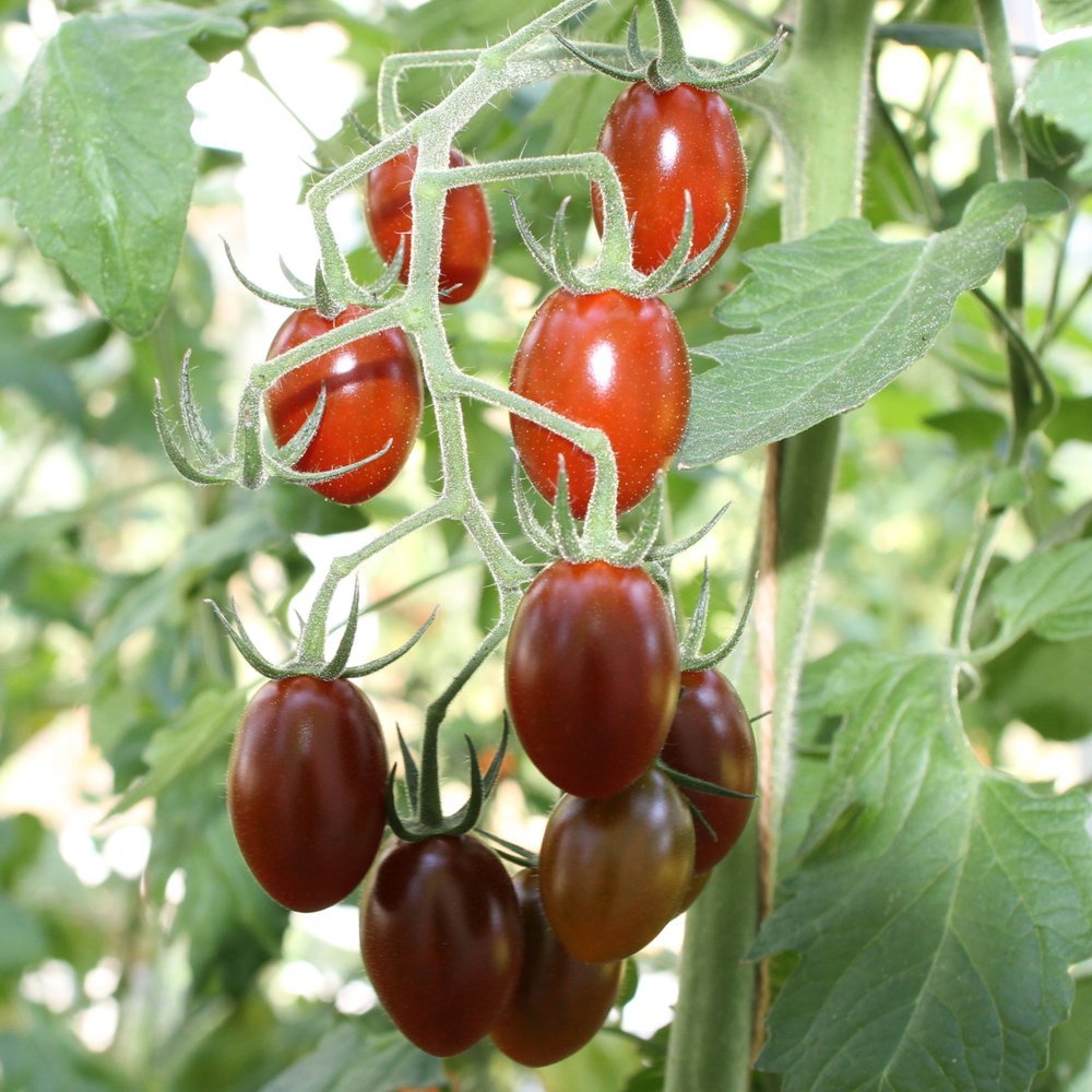 Tomato plant 'Brown Tasty' 11.5 cm. pot.
