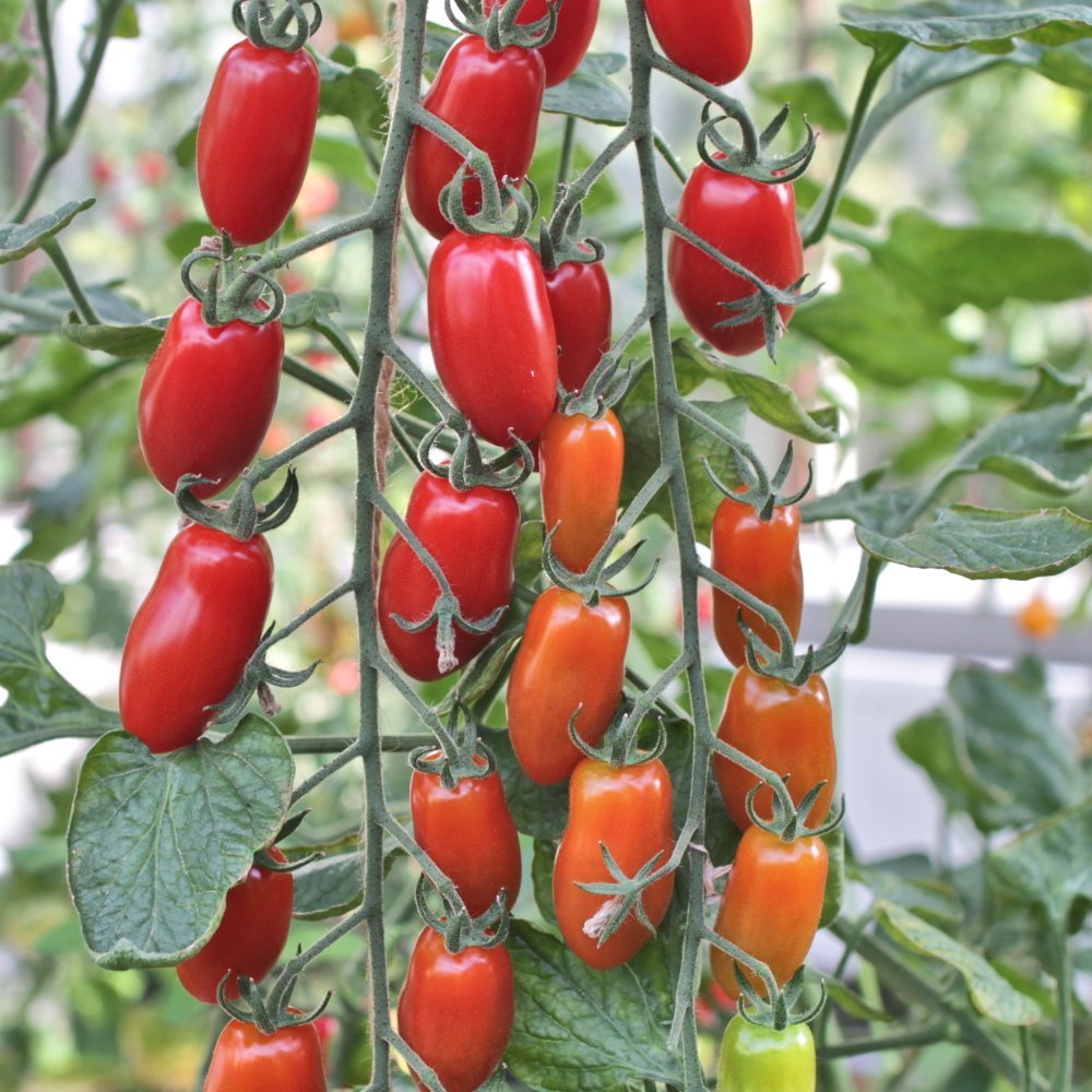 Tomato Linea 11.5 cm. pot.