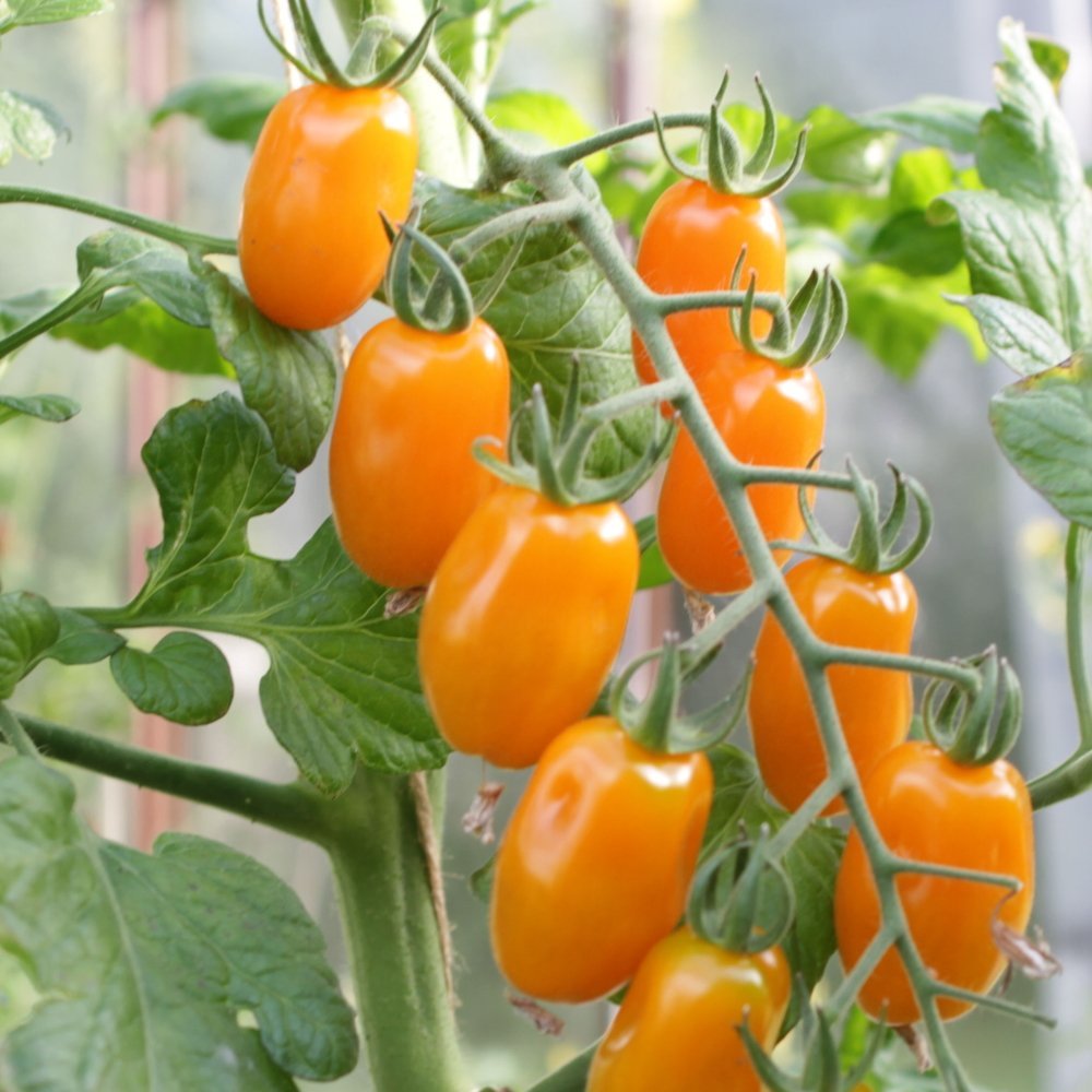 San Marzano Krebs Mandarina 11,5 cm.