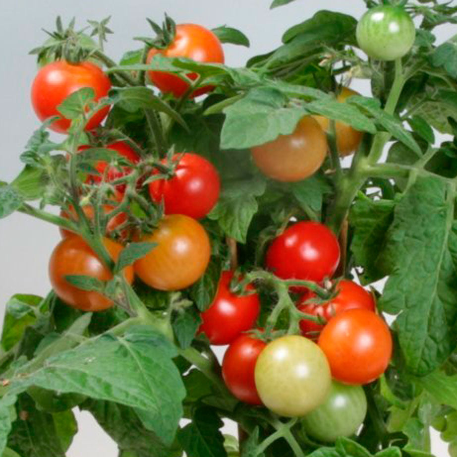 Tomato plant 'Red Robin' 11.5 cm. pot.