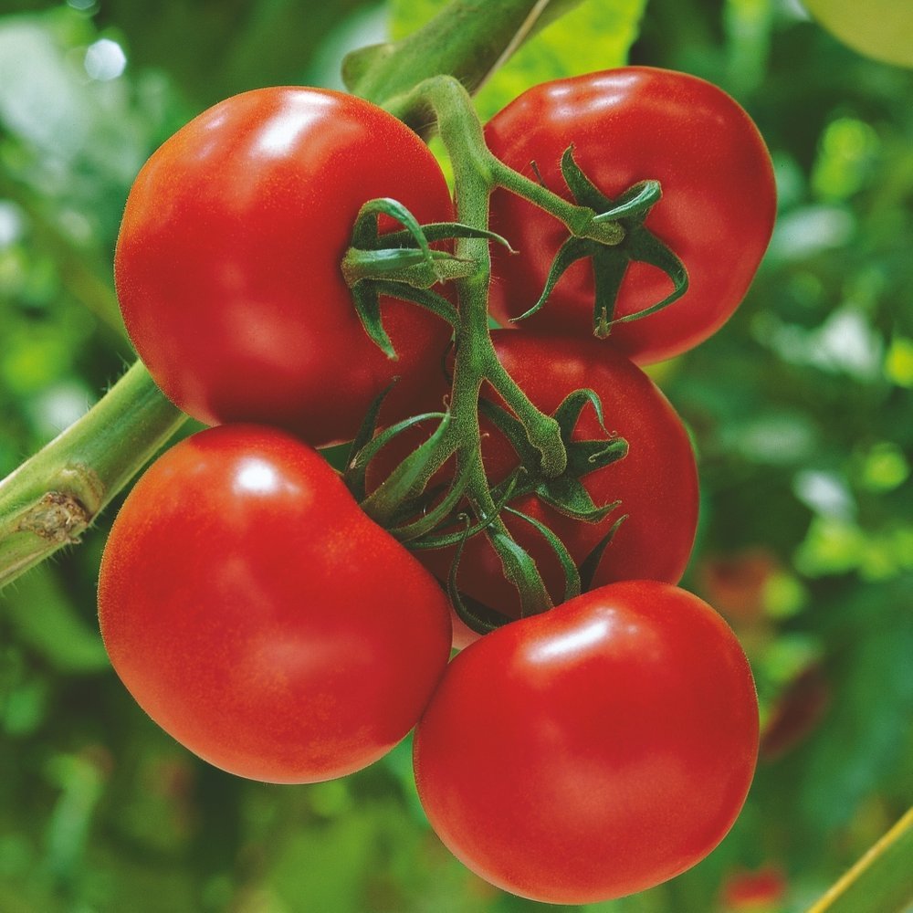 Tomato plant 'Sparta' 11.5 cm. pot.