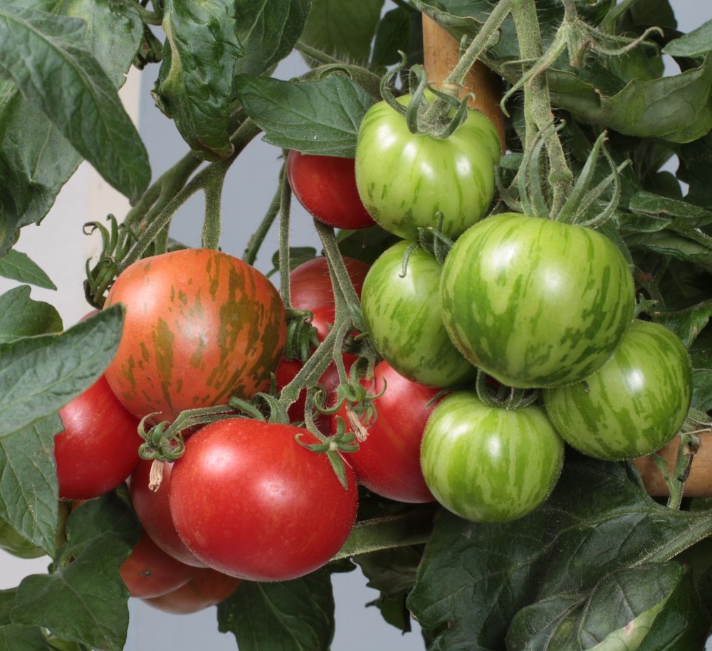 TOMATO TIGARELLA 11.5 cm. pot.
