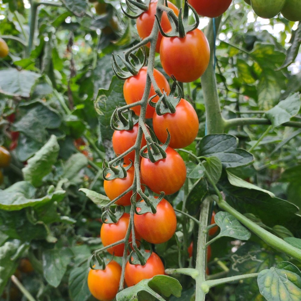 Tomato plant 'Kreps Aura' 11.5 cm. pot.