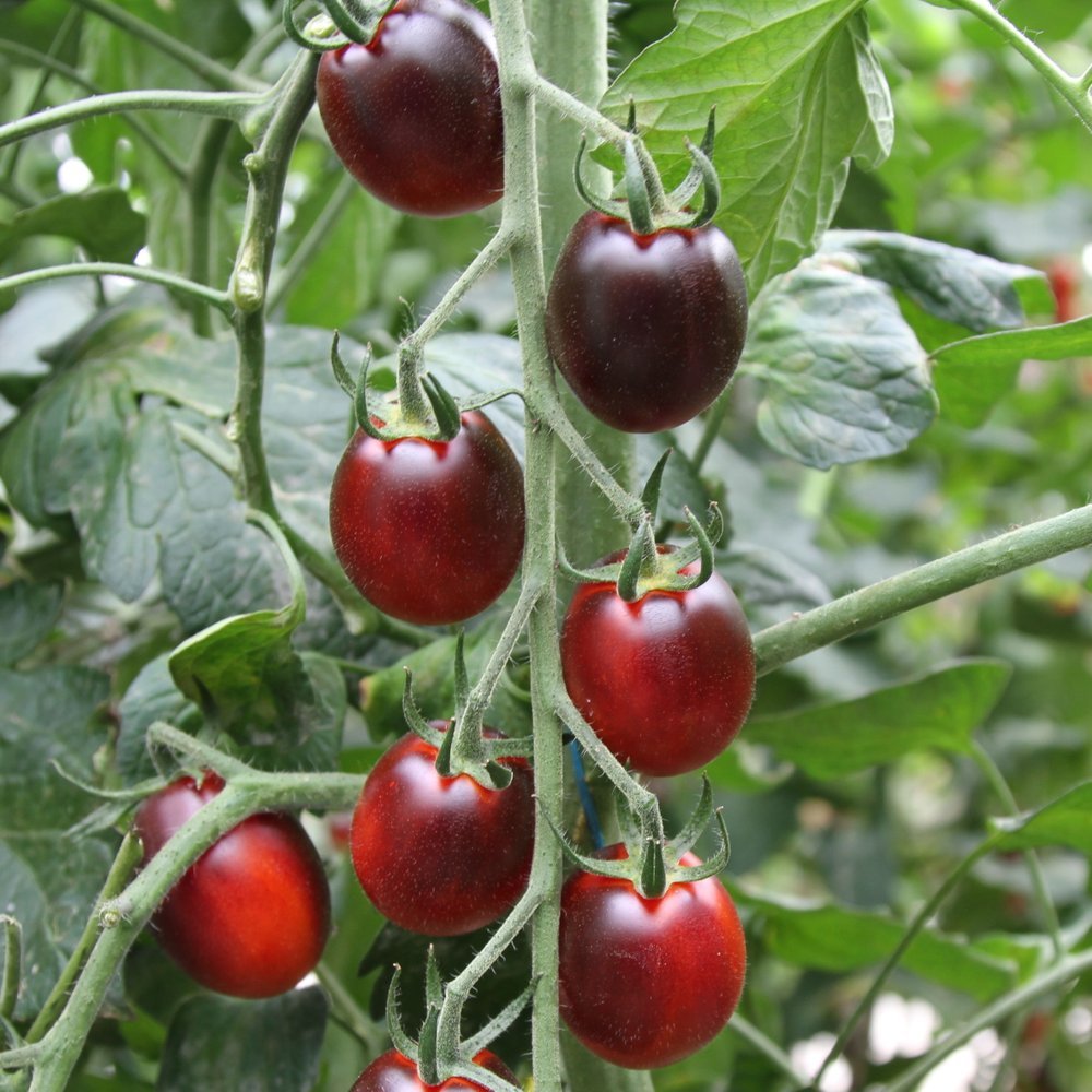 Tomato plant 'Chocolate' 11.5 cm. pot.
