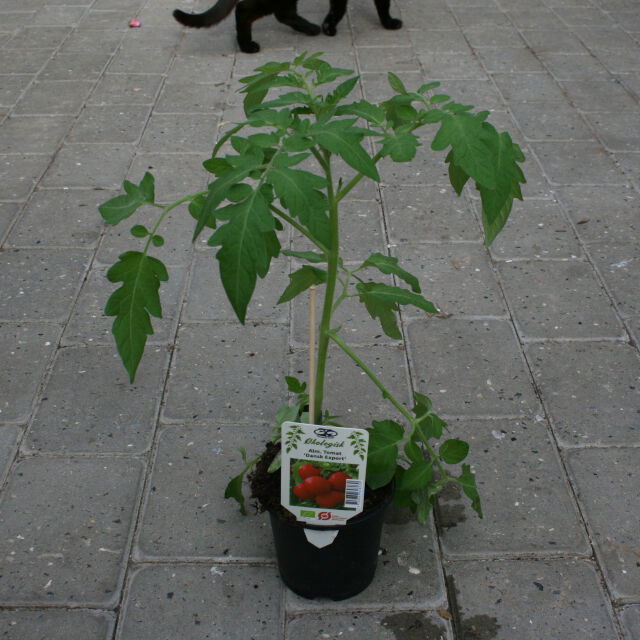 Tomato plant - Lycopersicum 'Dansk Export' 11.5cm pot
