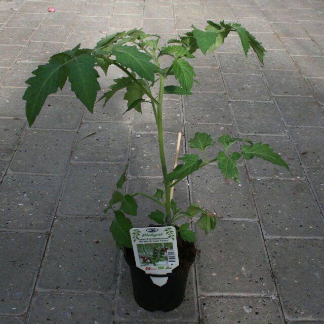 Tomato plant 'Brown Tasty' 11.5 cm. pot.