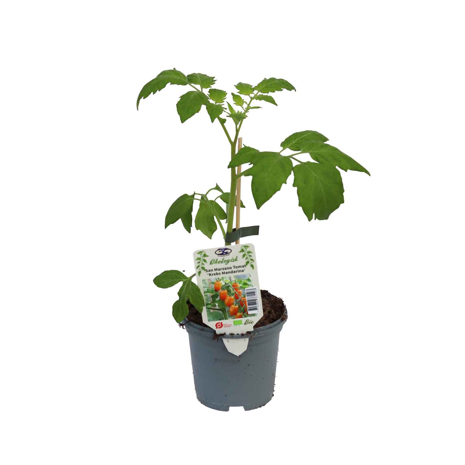 San Marzano Krebs Mandarina 11,5 cm.