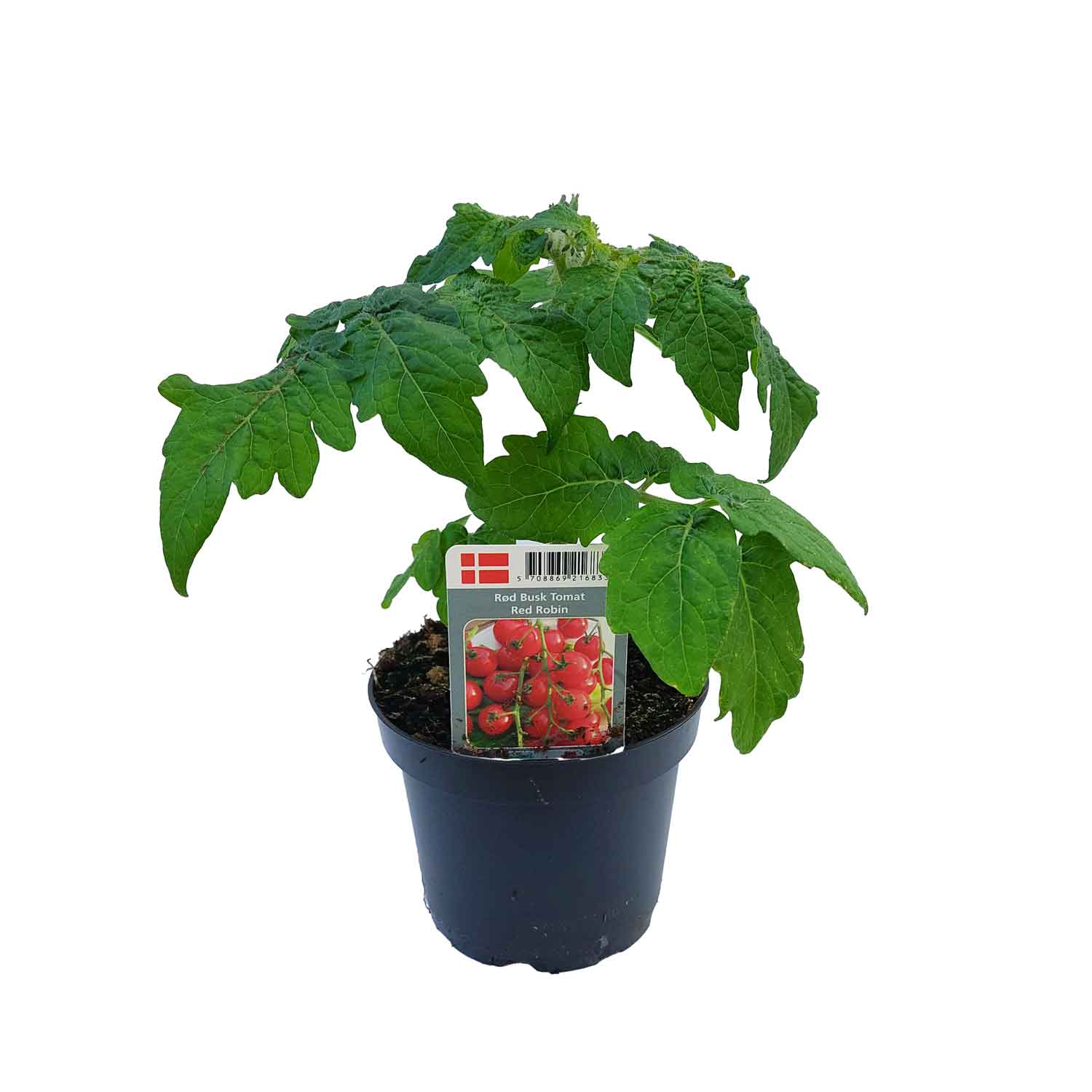 Tomato plant 'Red Robin' 11.5 cm. pot.