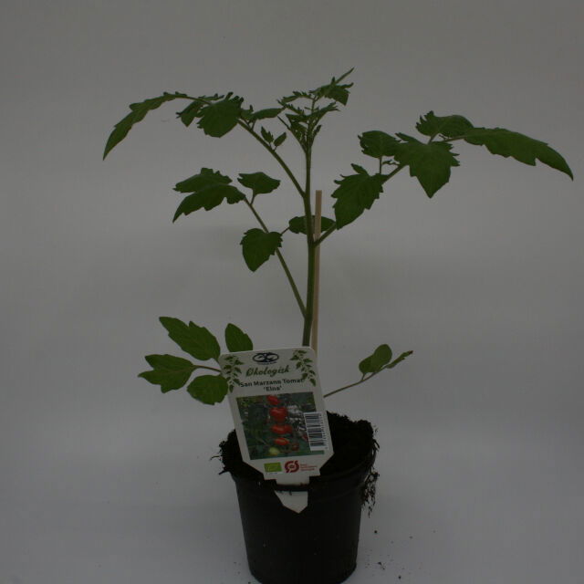 Tomato plant 'Krebs Elena' 11.5 cm. pot.