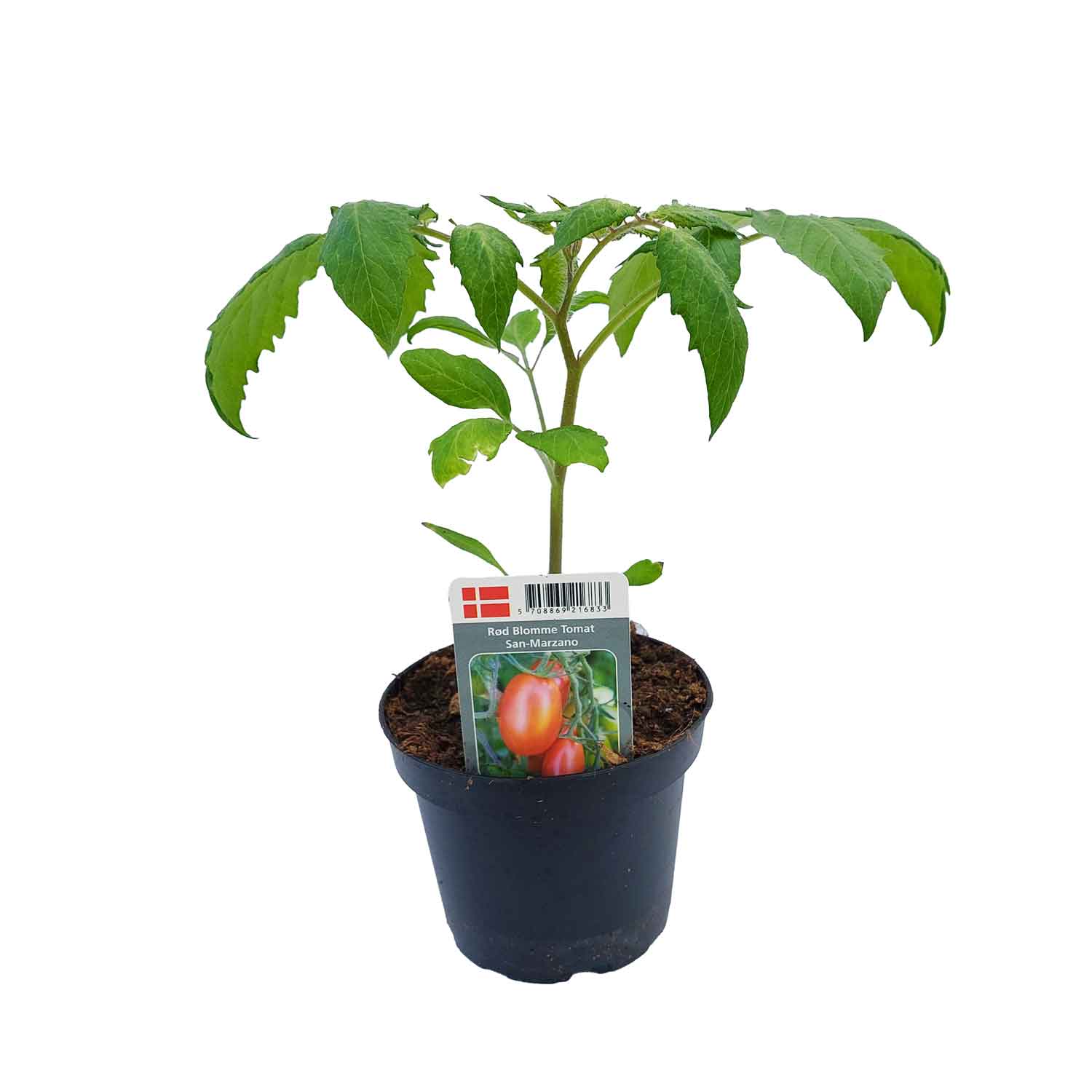 Tomato Sanmarzano11.5 cm. pot.