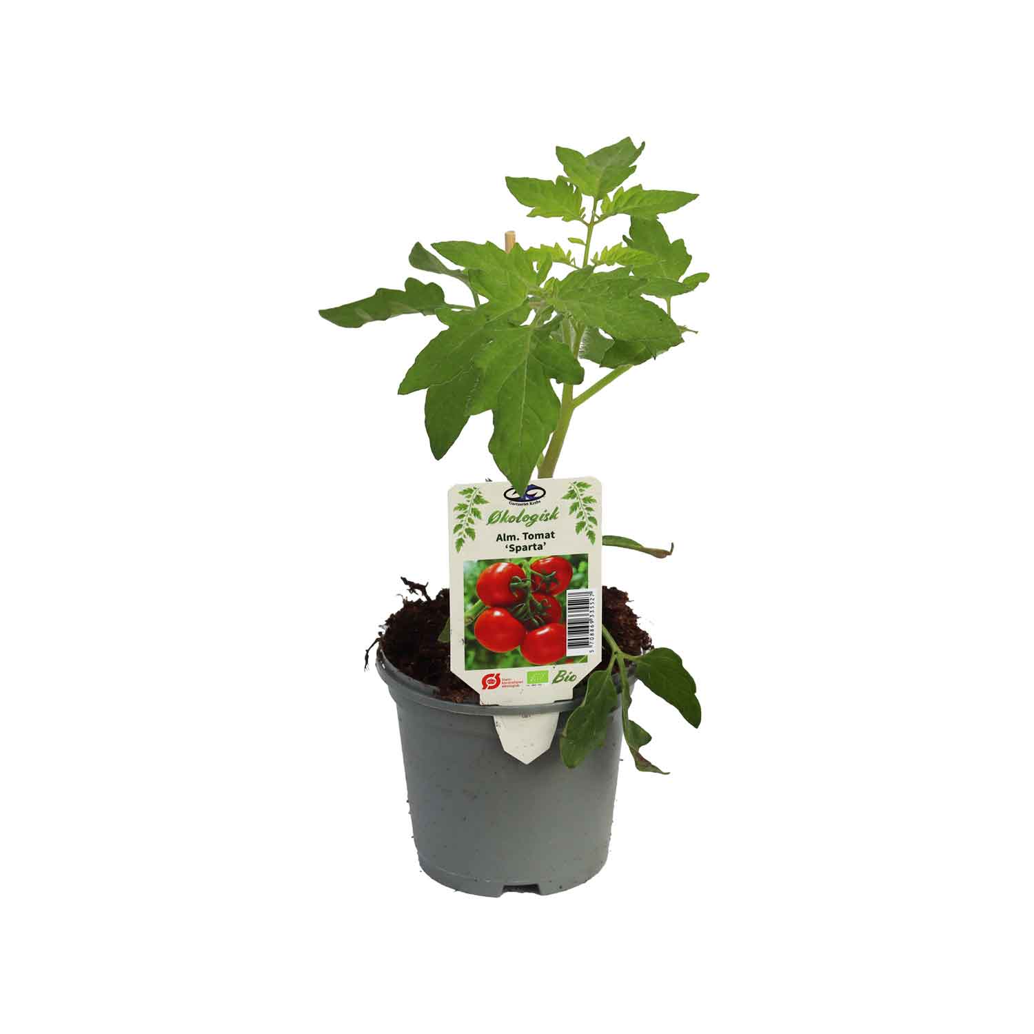 Tomato plant 'Sparta' 11.5 cm. pot.