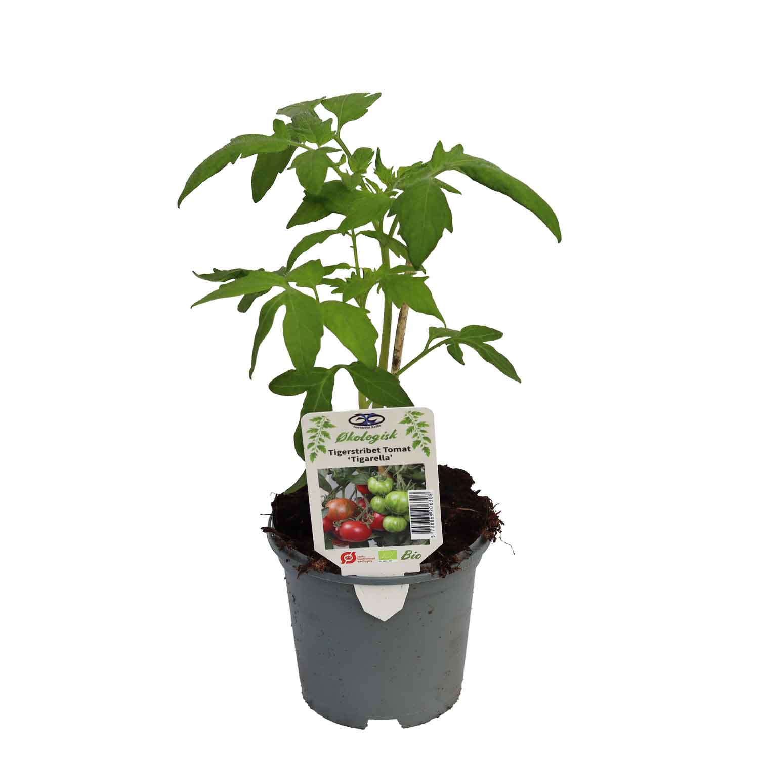 TOMATO TIGARELLA 11.5 cm. pot.