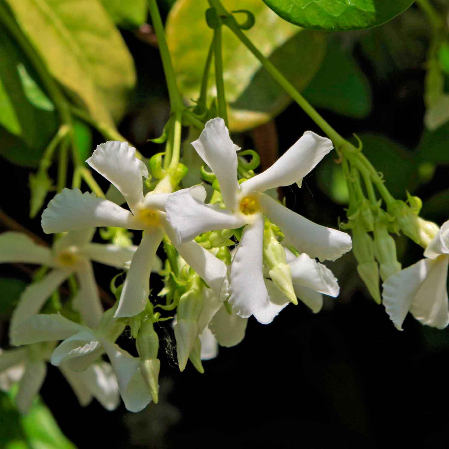 Trachelospermum jasminoides C2 40-60
