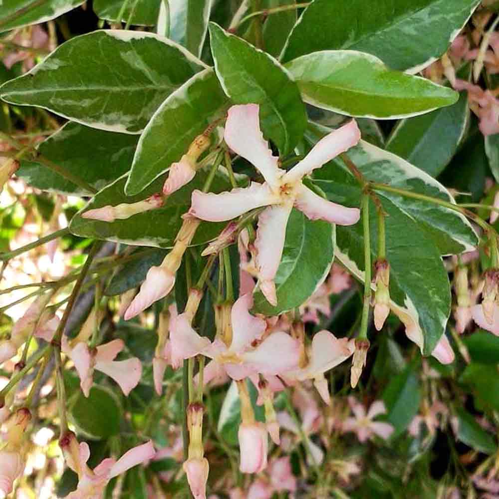 Trachelospermum jasminoides 'Star of Milano' C2,3 60-100cm