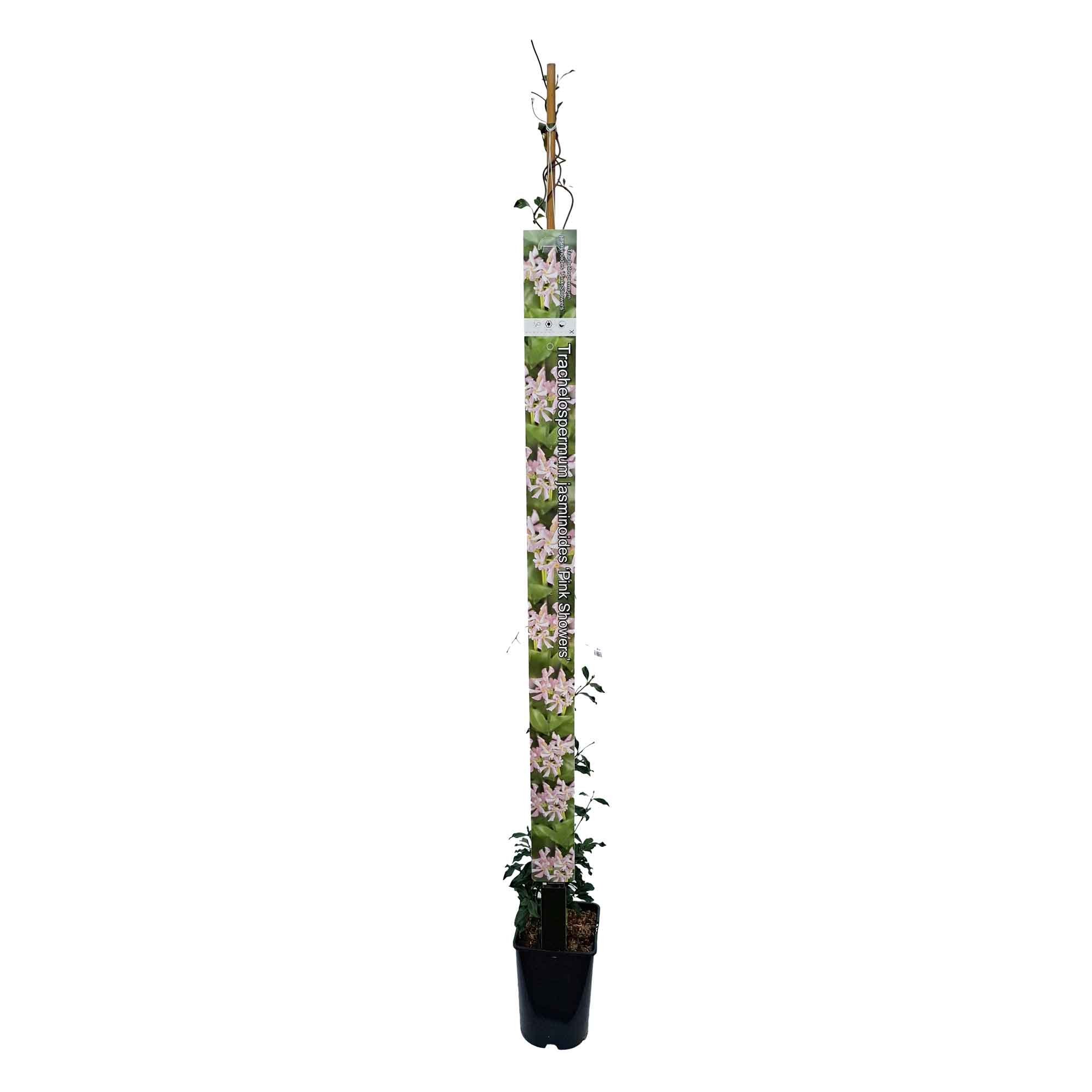 Trachelospermum j. 'Pink Showers' 150-175cm 5,5L
