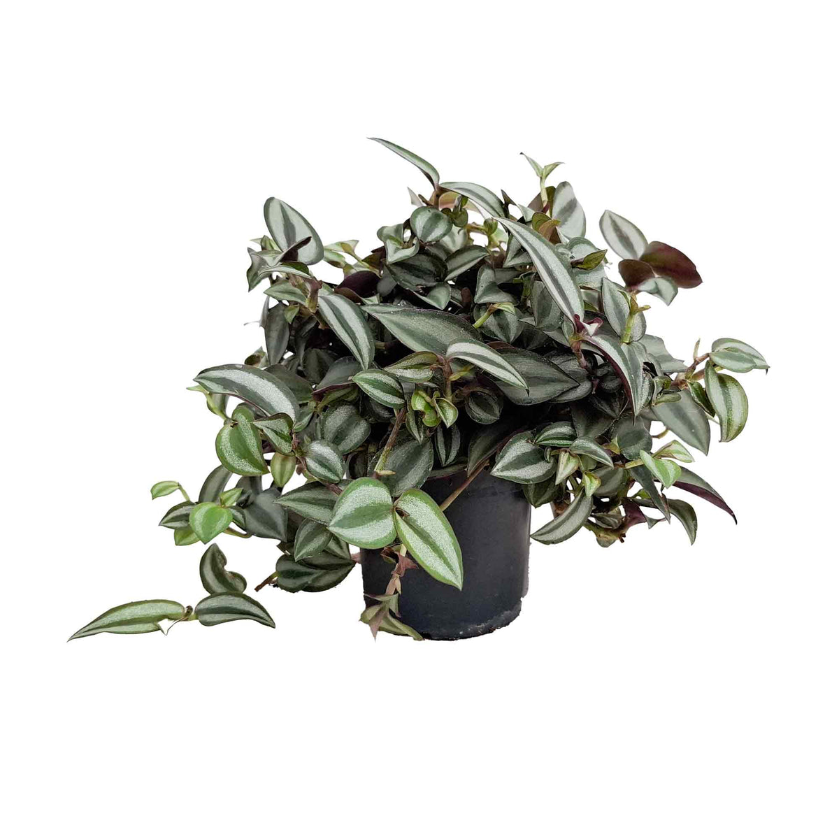 Tradescantia zebr. 'Purpusii' 10,5cm