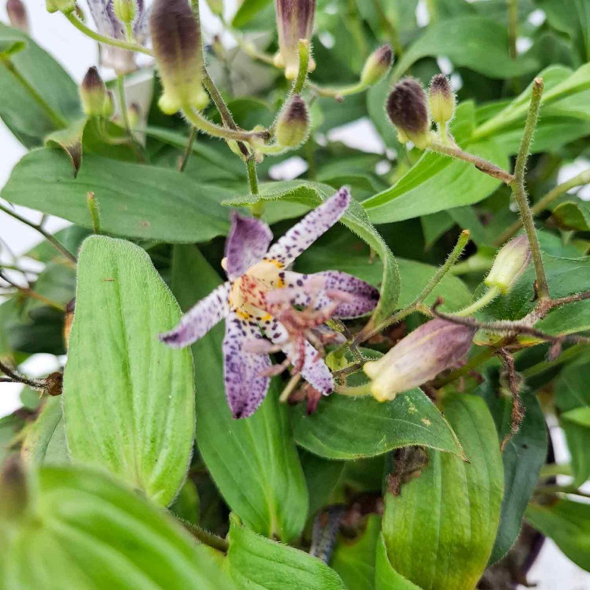 Tricyrtis form. 'Pink Freckles' PBR C3