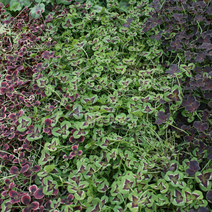 Vitklöver - Trifolium repens 11 cm. pott.