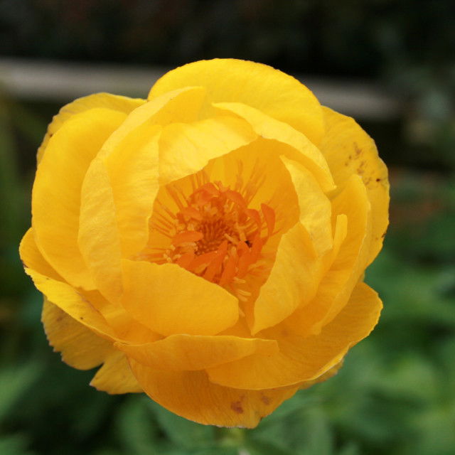 Trollius europaeus 1L