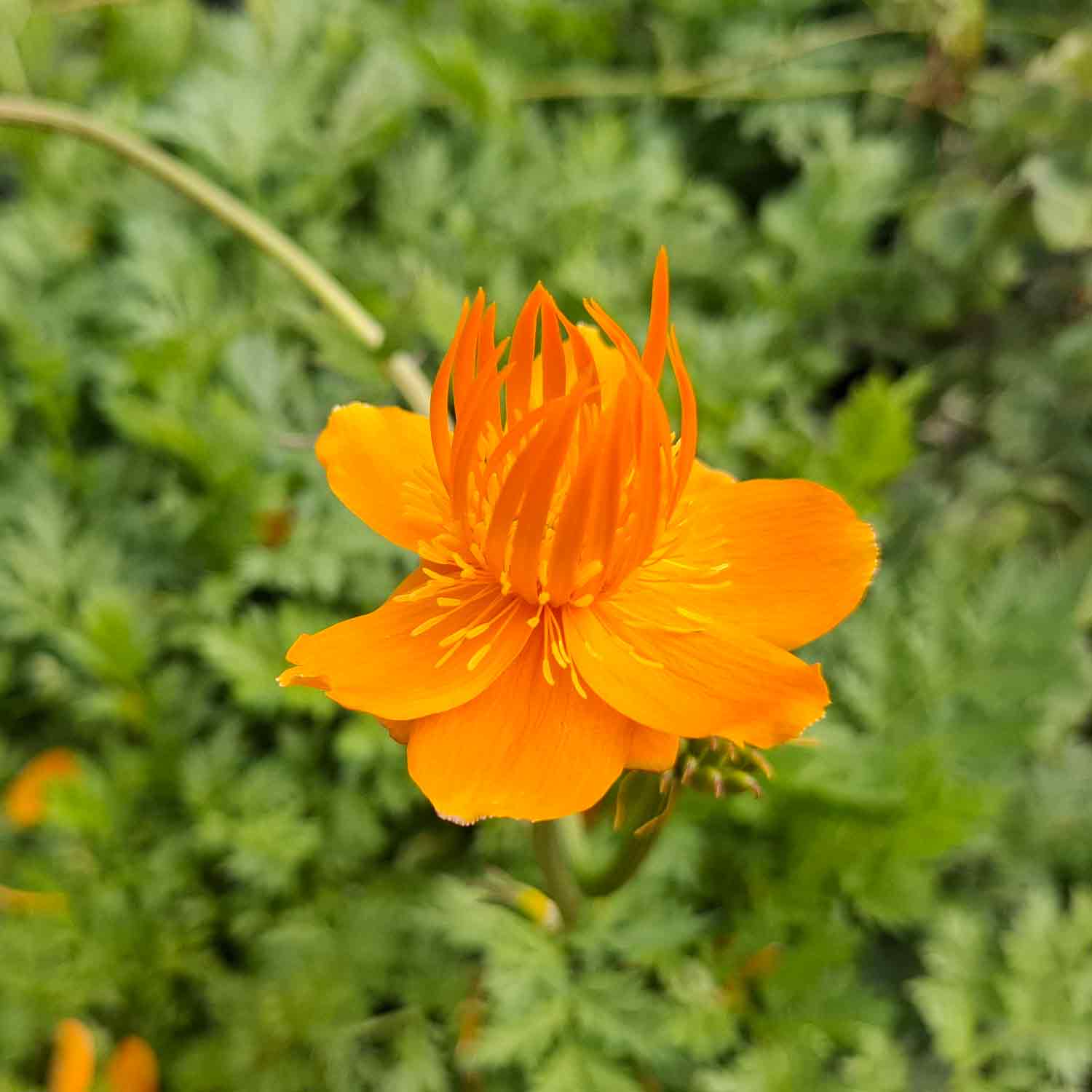 Trollius chinensis 'Golden Queen' P9