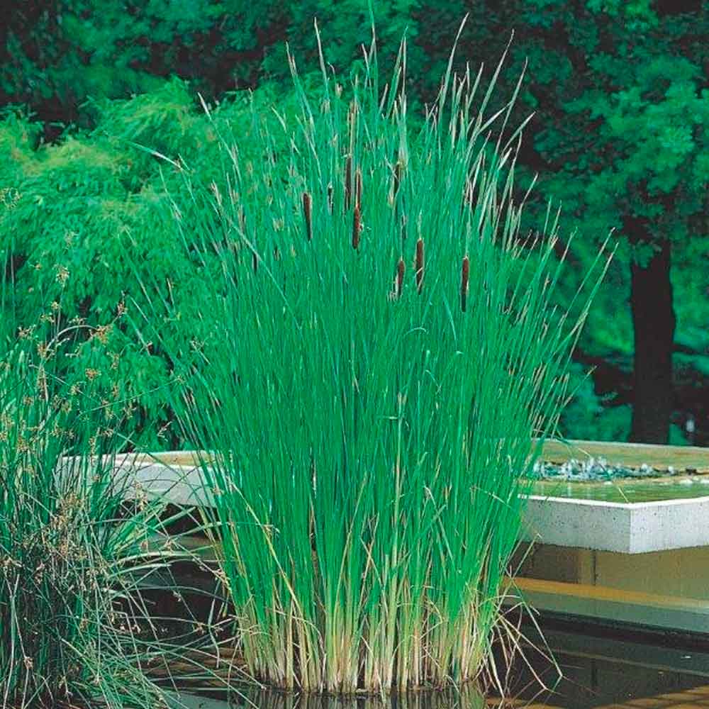 Typha angustifolia P9