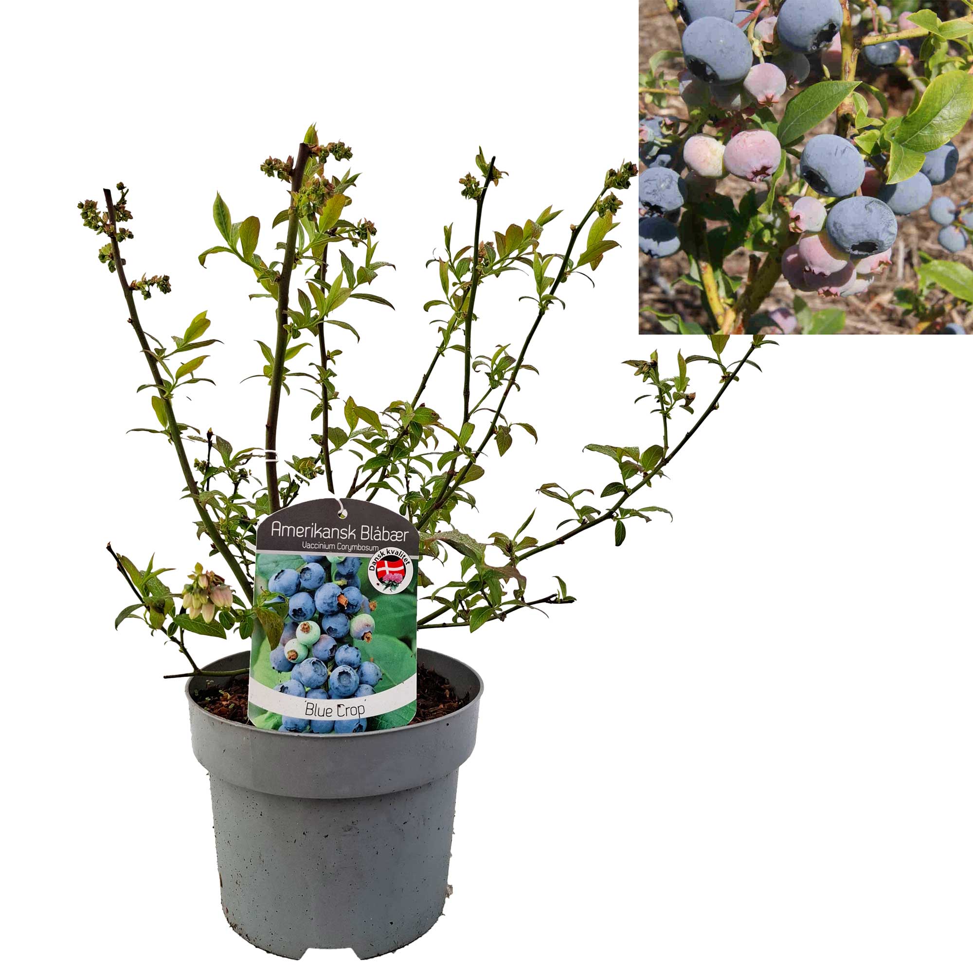 Vaccinium 'Blue Crop' 25-35 - C2