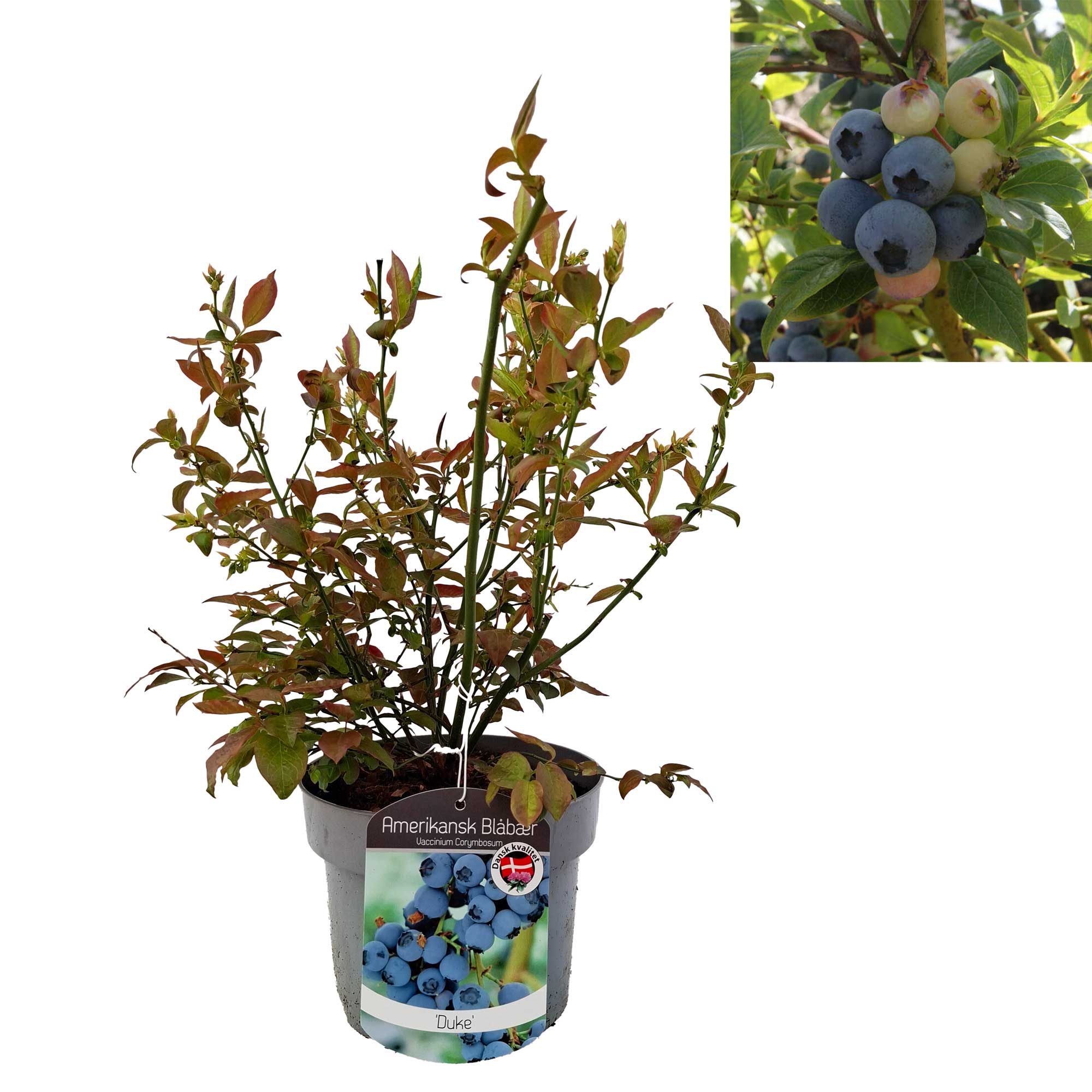 Vaccinium 'Duke' 25-35 - C2