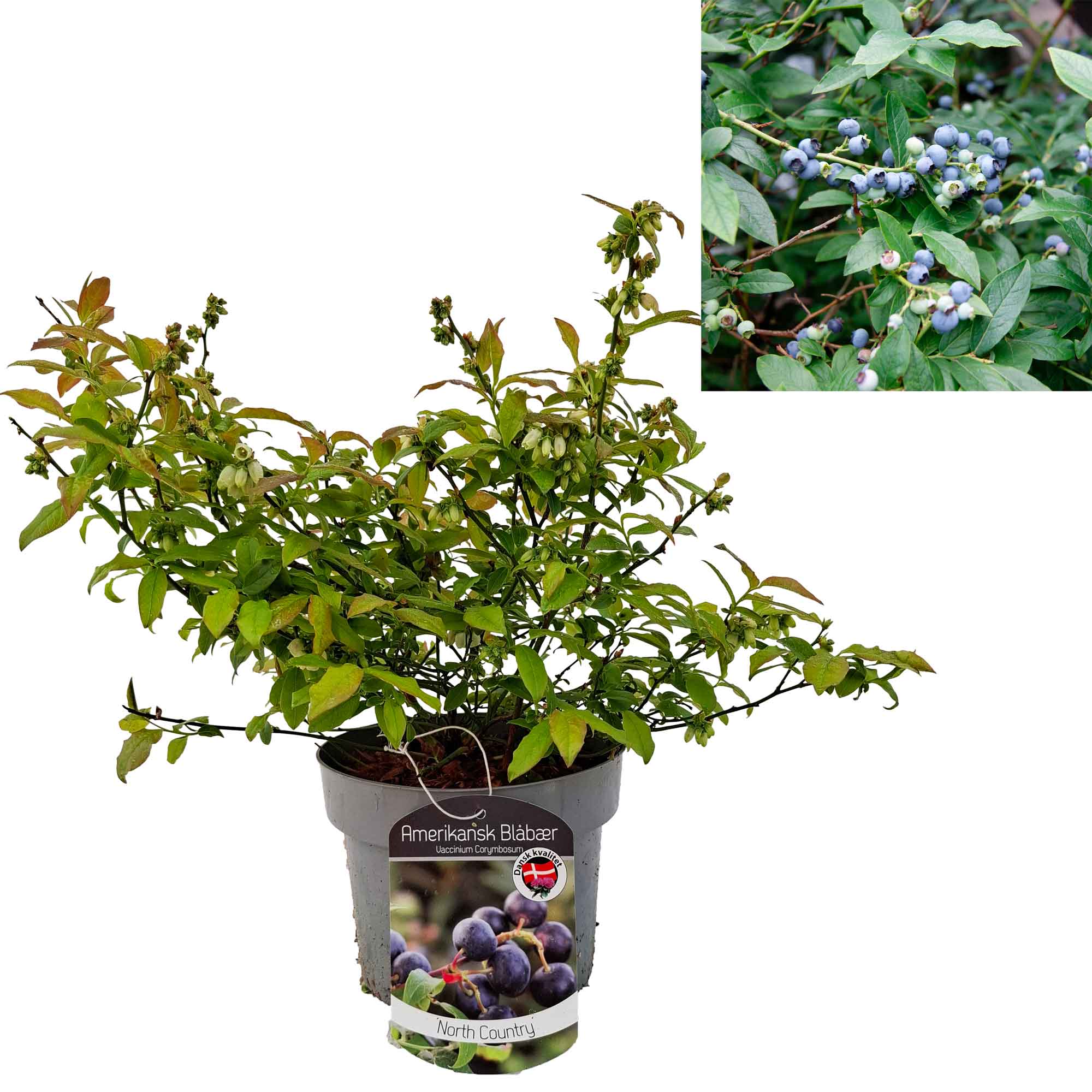 Vaccinium 'North Country' 25-35 - C2
