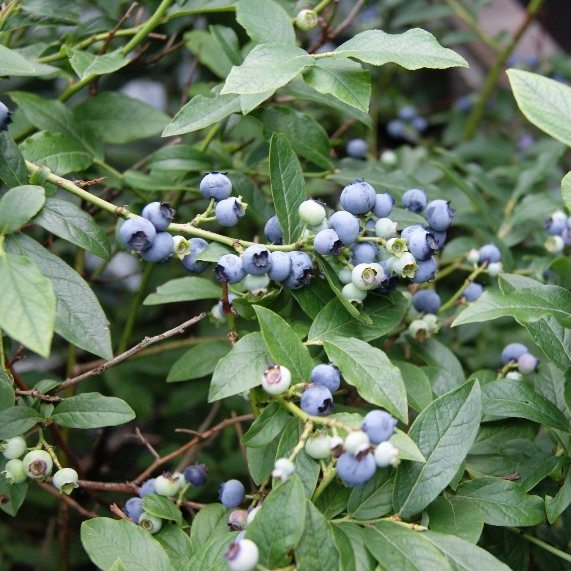 Vaccinium 'North Country' 25-35 - C2