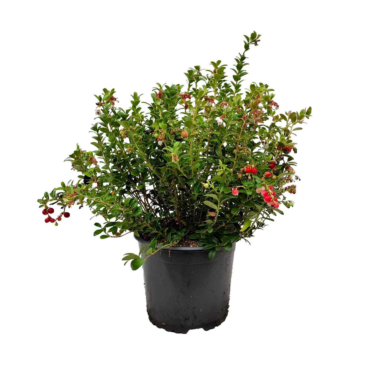 Vaccinium vitis-idea 'Red Pearl' Co 2