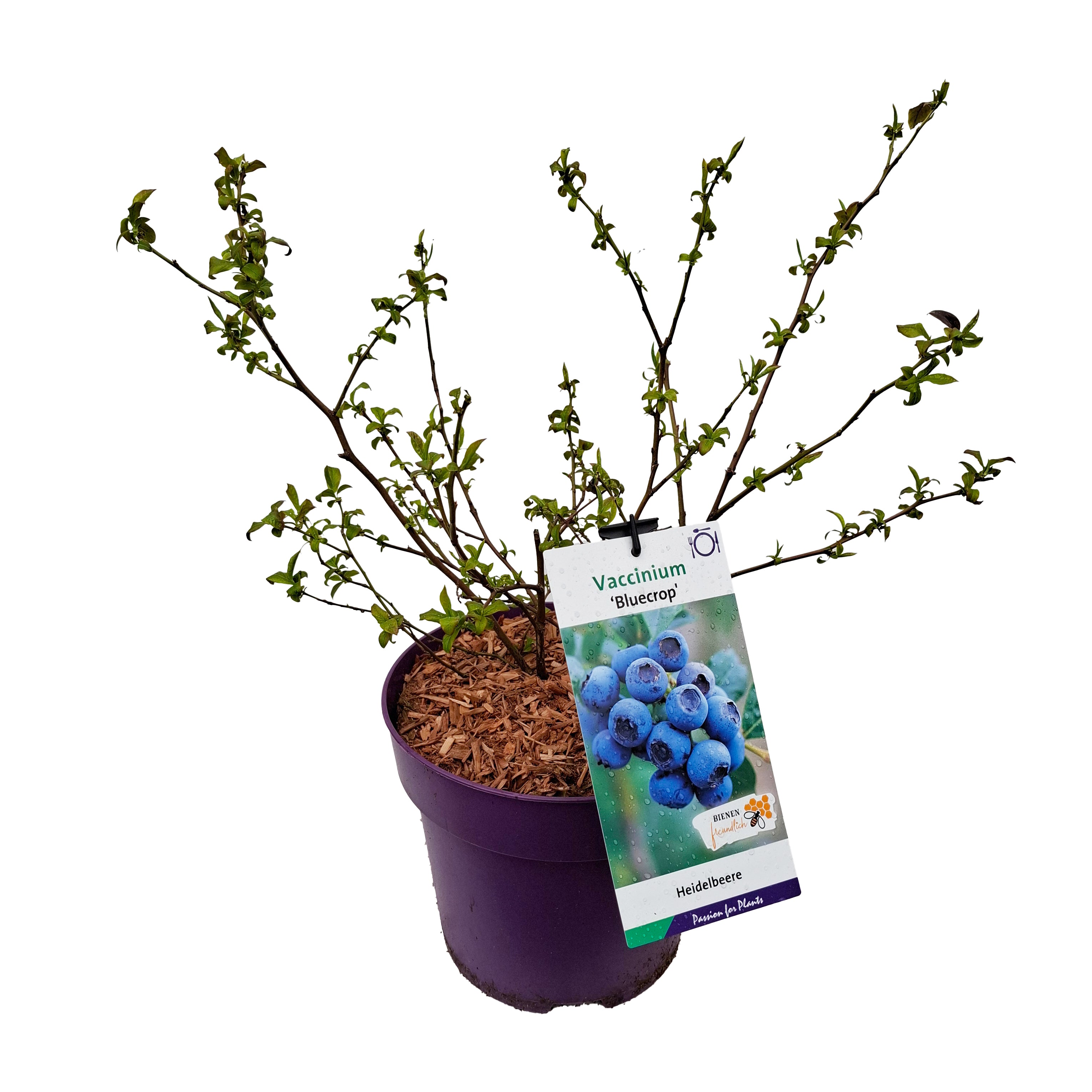 Vaccinium cor. 'Bluecrop' 40-60 C5