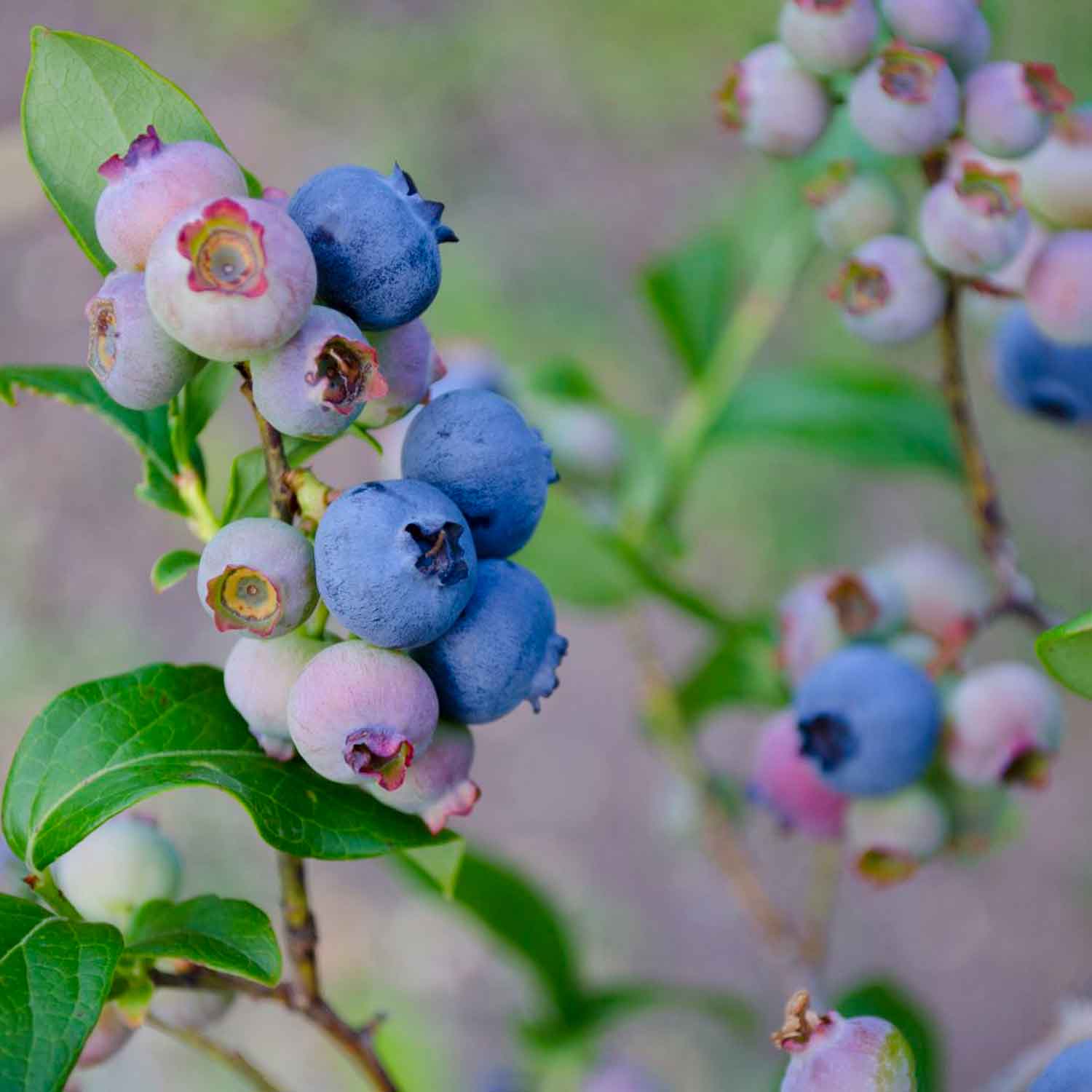 Vaccinium corymbosum 'Patriot' C2 30- 40