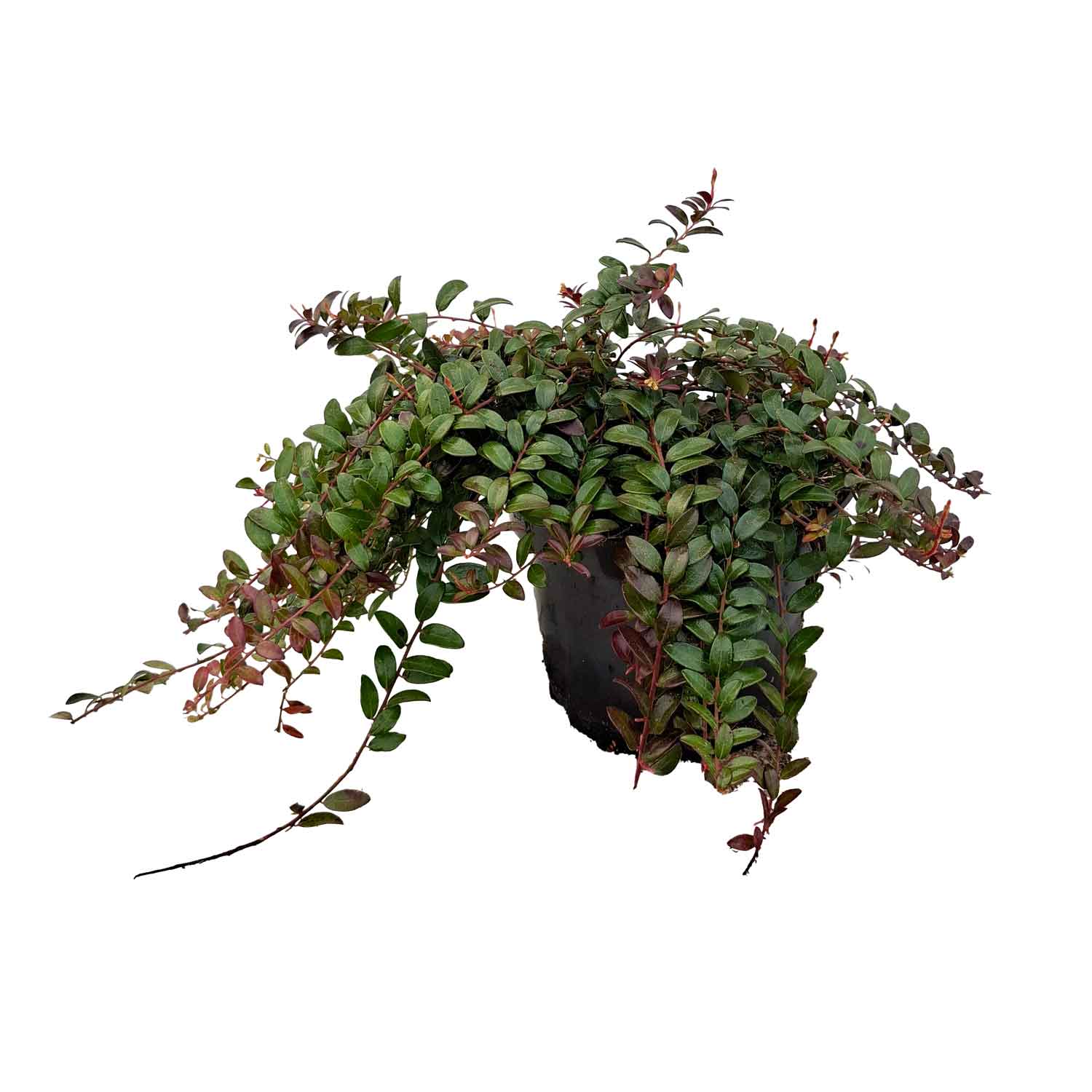 Vaccinium crassifolium 'Well's Delight' 2L