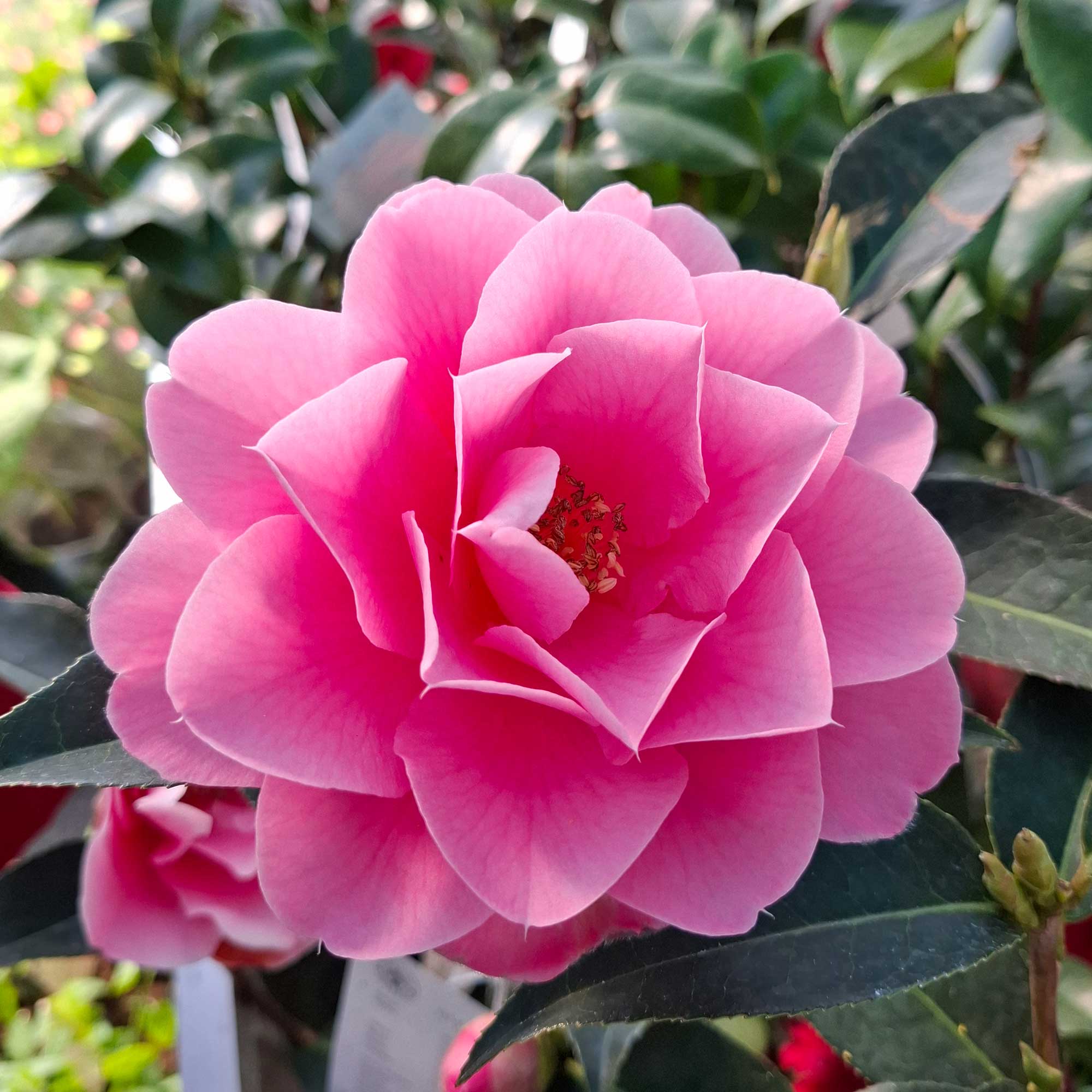 Camellia japonica h. 60 vase 4.5 lt Valley Knudsen