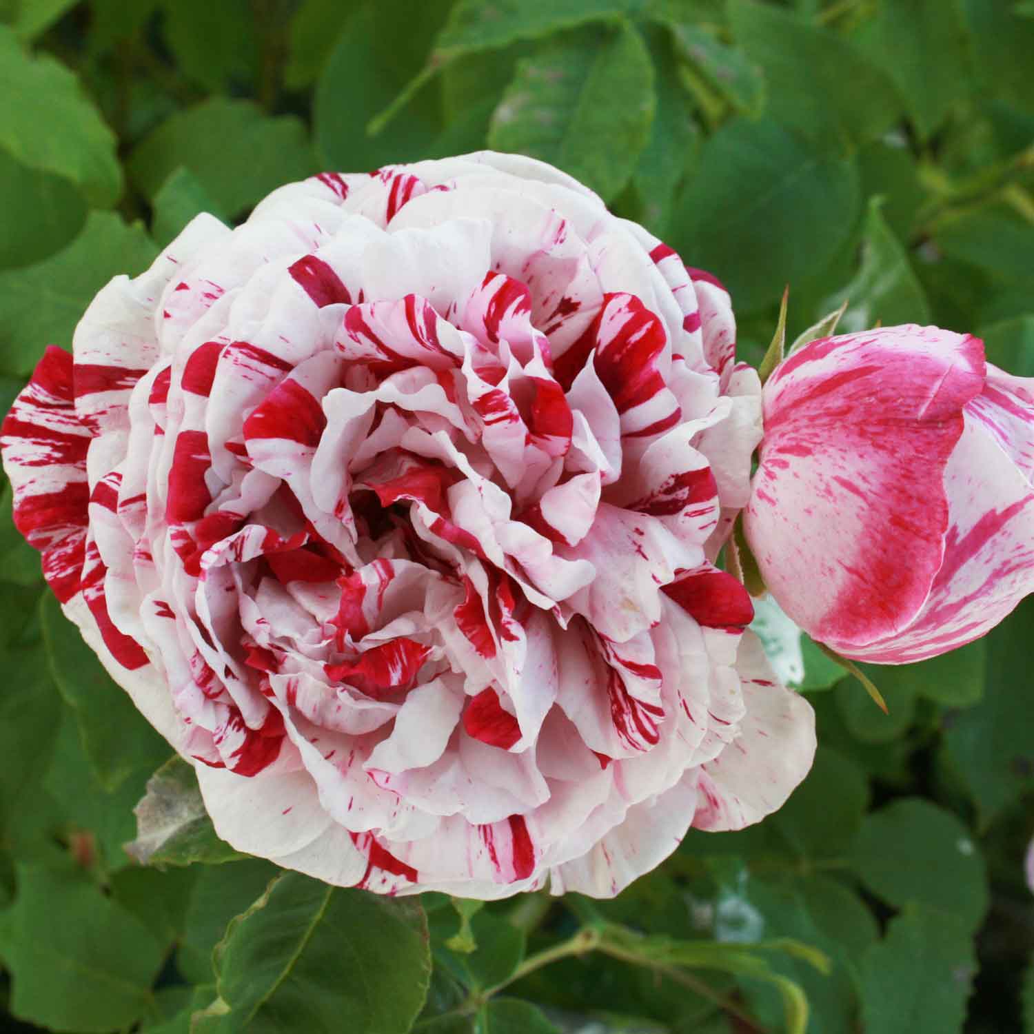 Bourbonrose 'Variegata de Bologna'